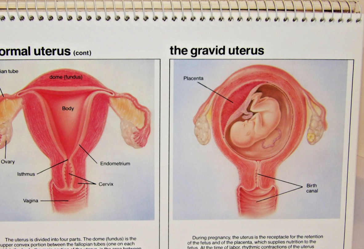 VTG 1978 DOCTOR OFFICE FLIP CHART/BOOK! “FEMALE REPRODUCTIVE ORGANS” PARKE-DAVIS