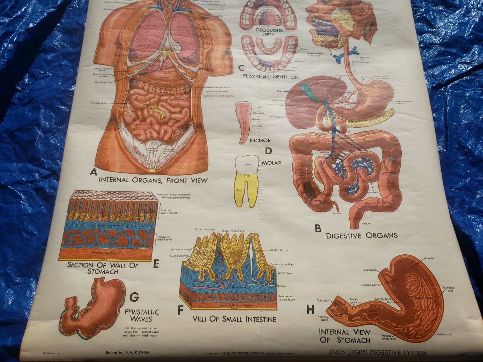 Vintage Denoyer Geppert Pull Down Chart Brain Digestive System 1970 physiology
