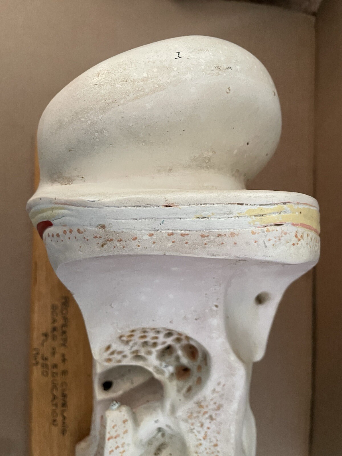 Vintage 1960’s HUMAN EAR ANATOMY MODEL Display Denoyer Geppert Cleveland OH