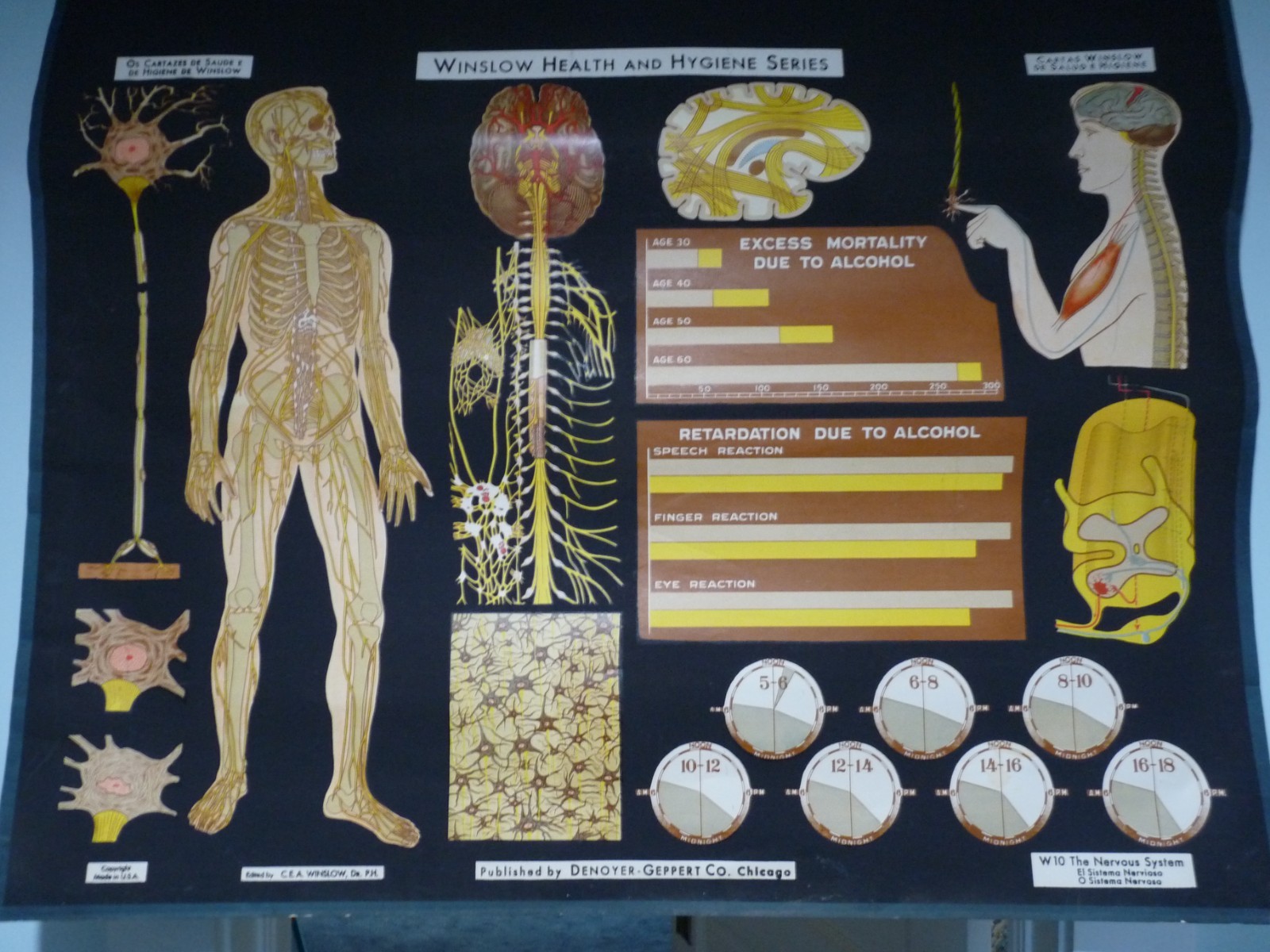 “THE NERVOUS SYSTEM” 1930S PULL DOWN MEDICAL CHART , DENOYER GEPPERT 44X36