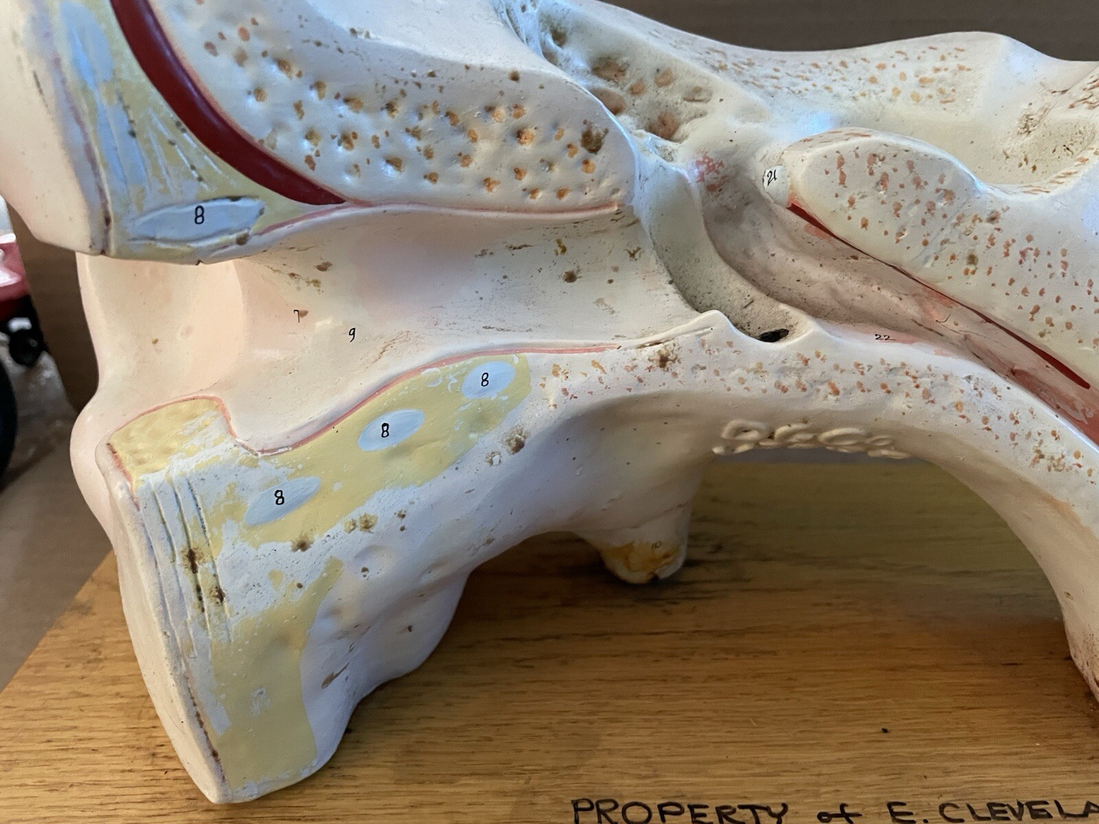 Vintage 1960’s HUMAN EAR ANATOMY MODEL Display Denoyer Geppert Cleveland OH