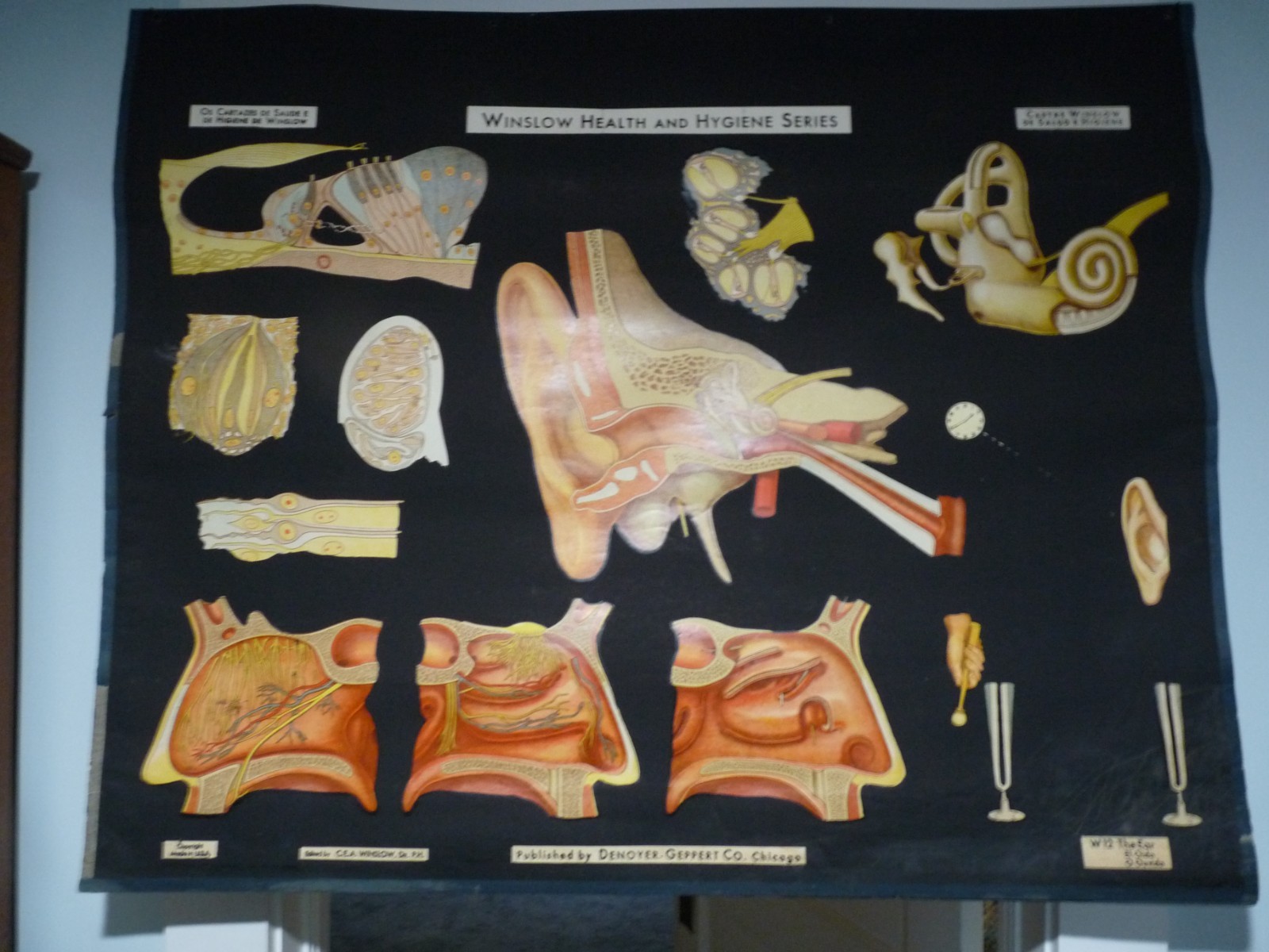 “THE EAR” 1930S PULL DOWN MEDICAL CHART , DENOYER GEPPERT 44X36