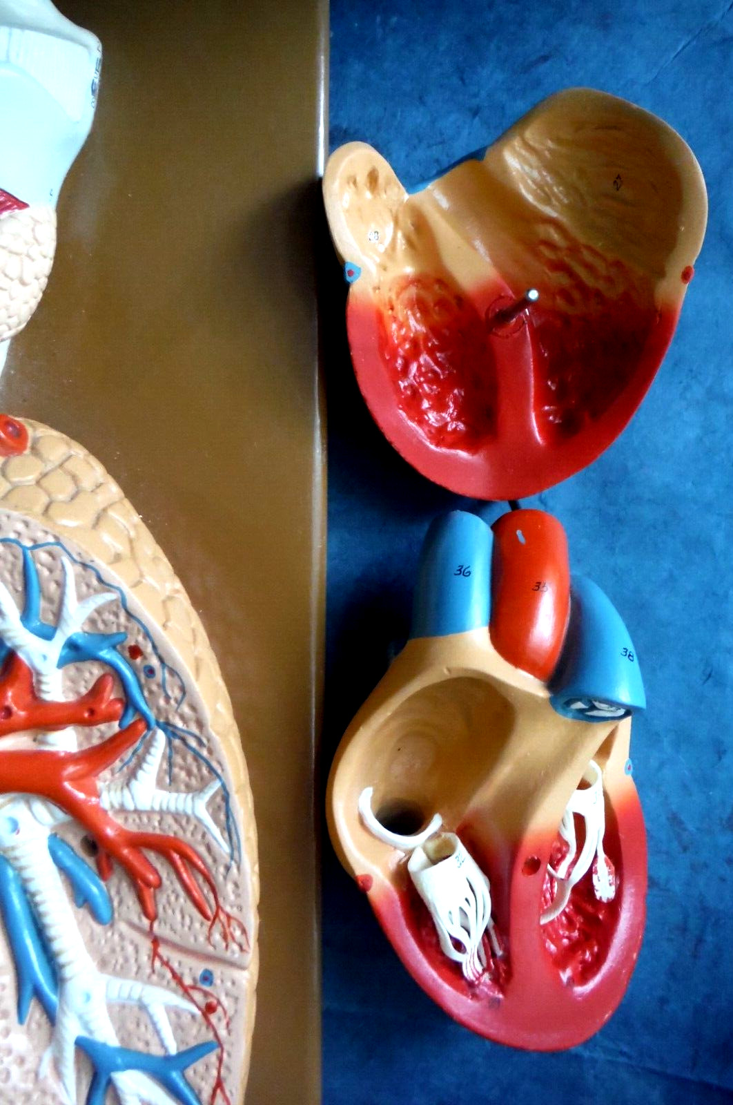 Vintage hand painted and # cardiovascular system model 1989 from Denoyer-Geppert