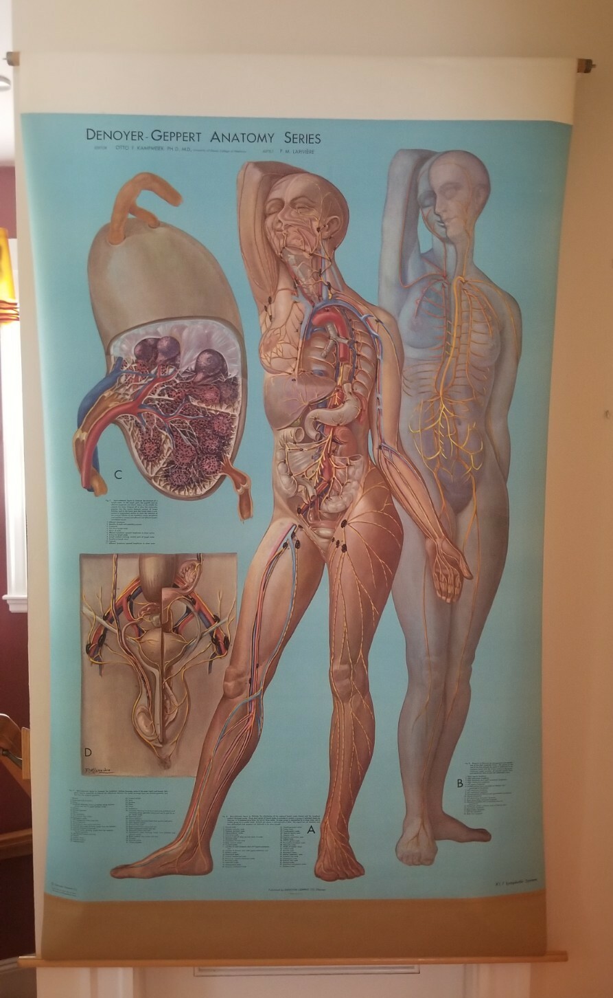 Large Vtg Denoyer-Geppert Anatomy Wall Chart 43″ x 69″ KL7 Lymphatic System