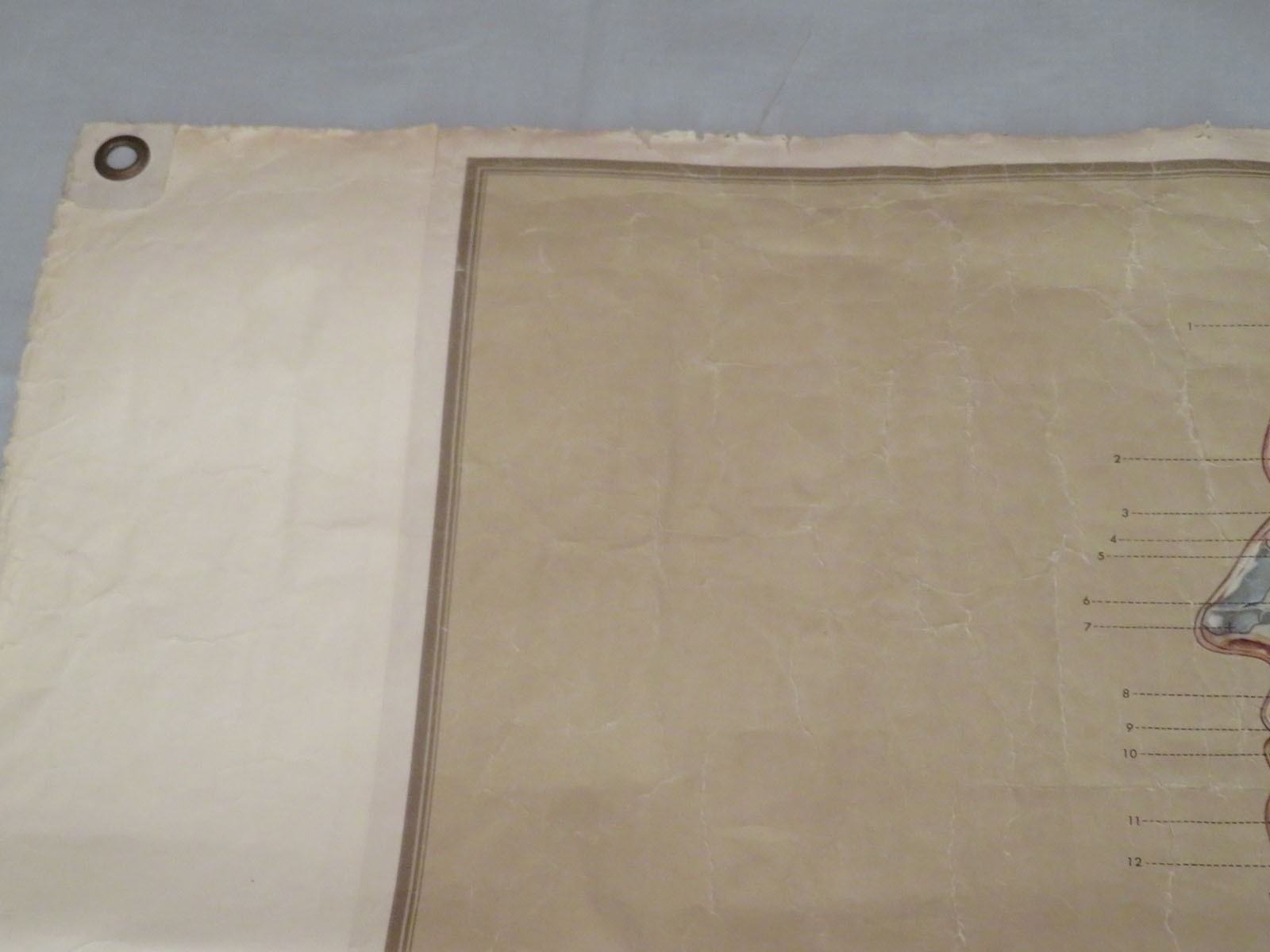 Vtg Denoyer Geppert Linen Backed Anatomy Chart Median Section Head Neck Abdomen