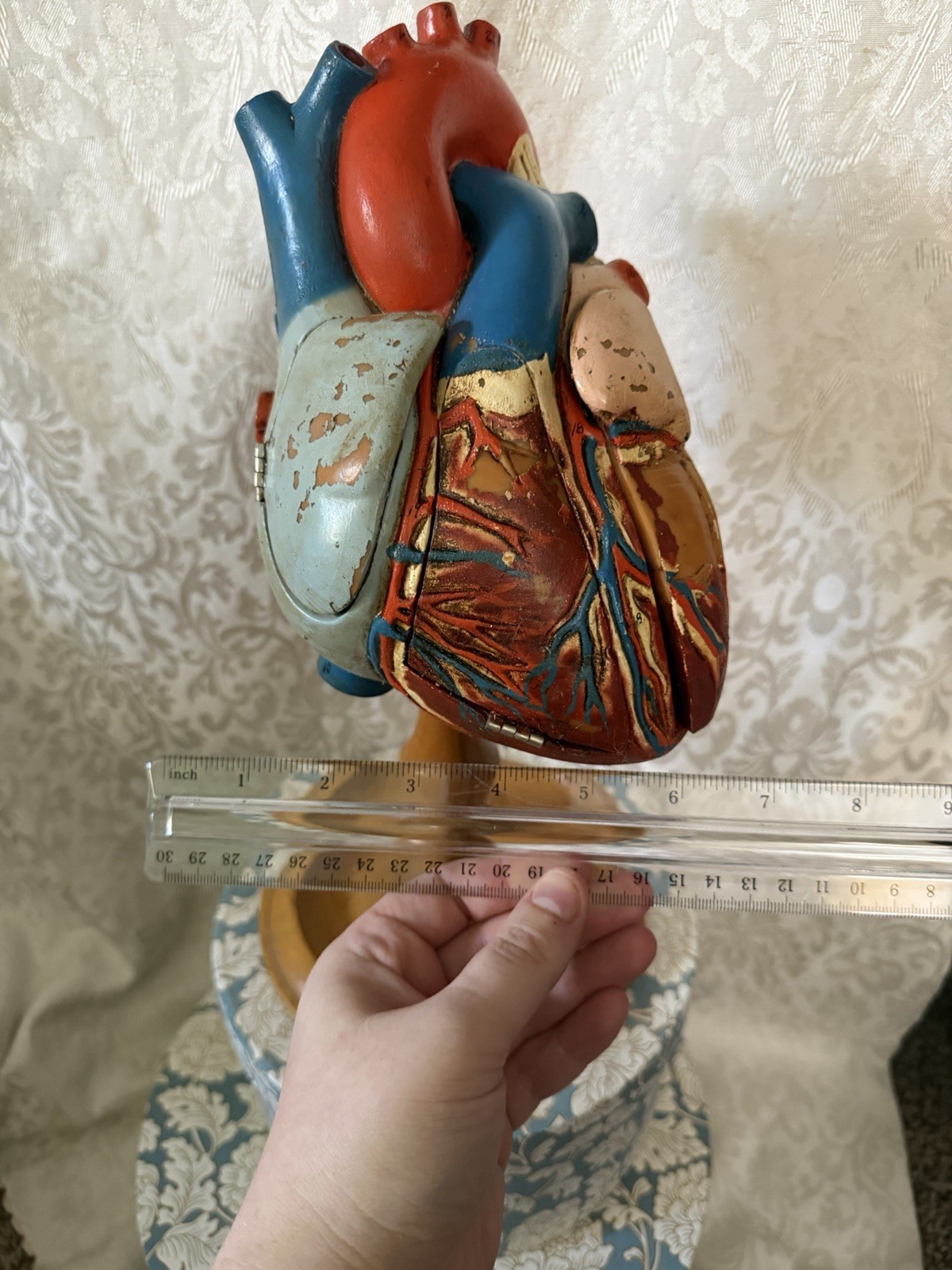 Vintage Denoyer-Geppert Anatomical Heart With Stand, Flaps Open