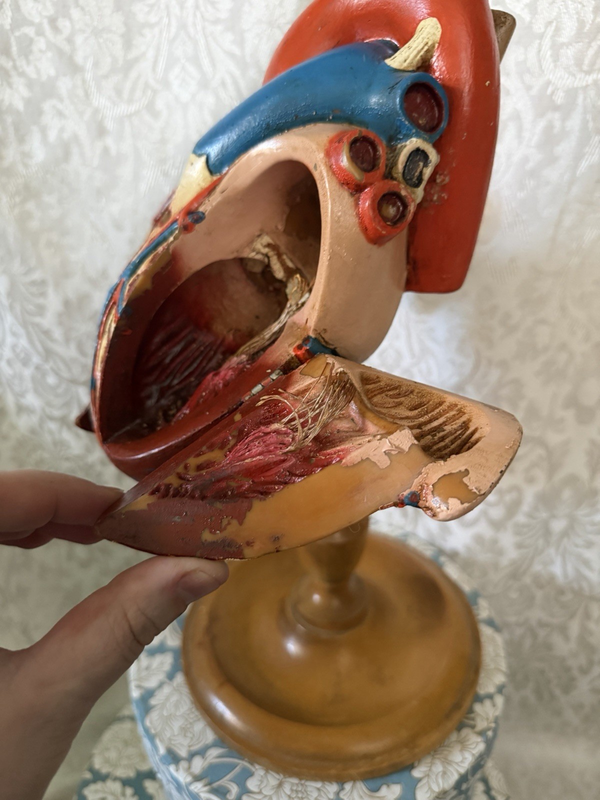 Vintage Denoyer-Geppert Anatomical Heart With Stand, Flaps Open
