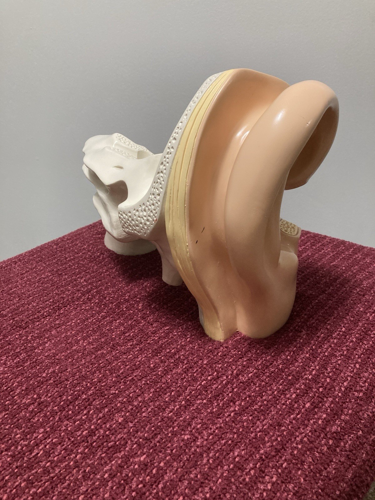Vintage Denoyer Geppert Large Ear Model Anatomy Display