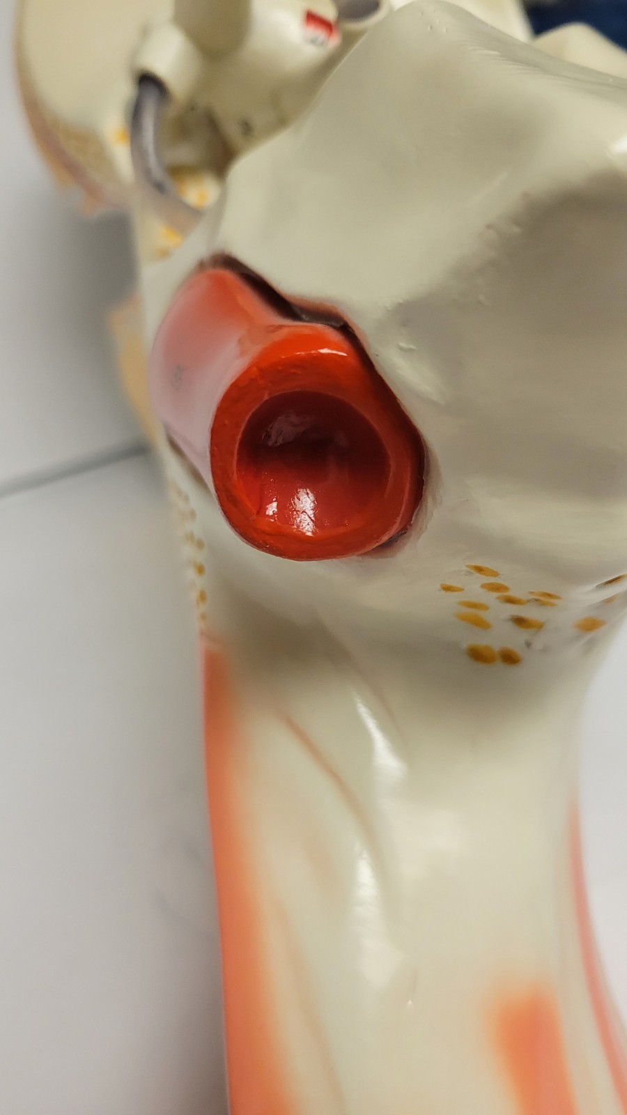 Denoyer Geppert Vintage Large Ear Model Anatomy Display Painted