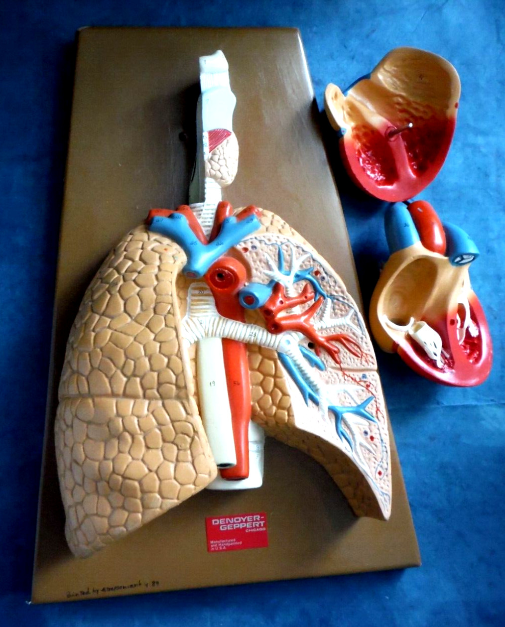 Vintage hand painted and # cardiovascular system model 1989 from Denoyer-Geppert