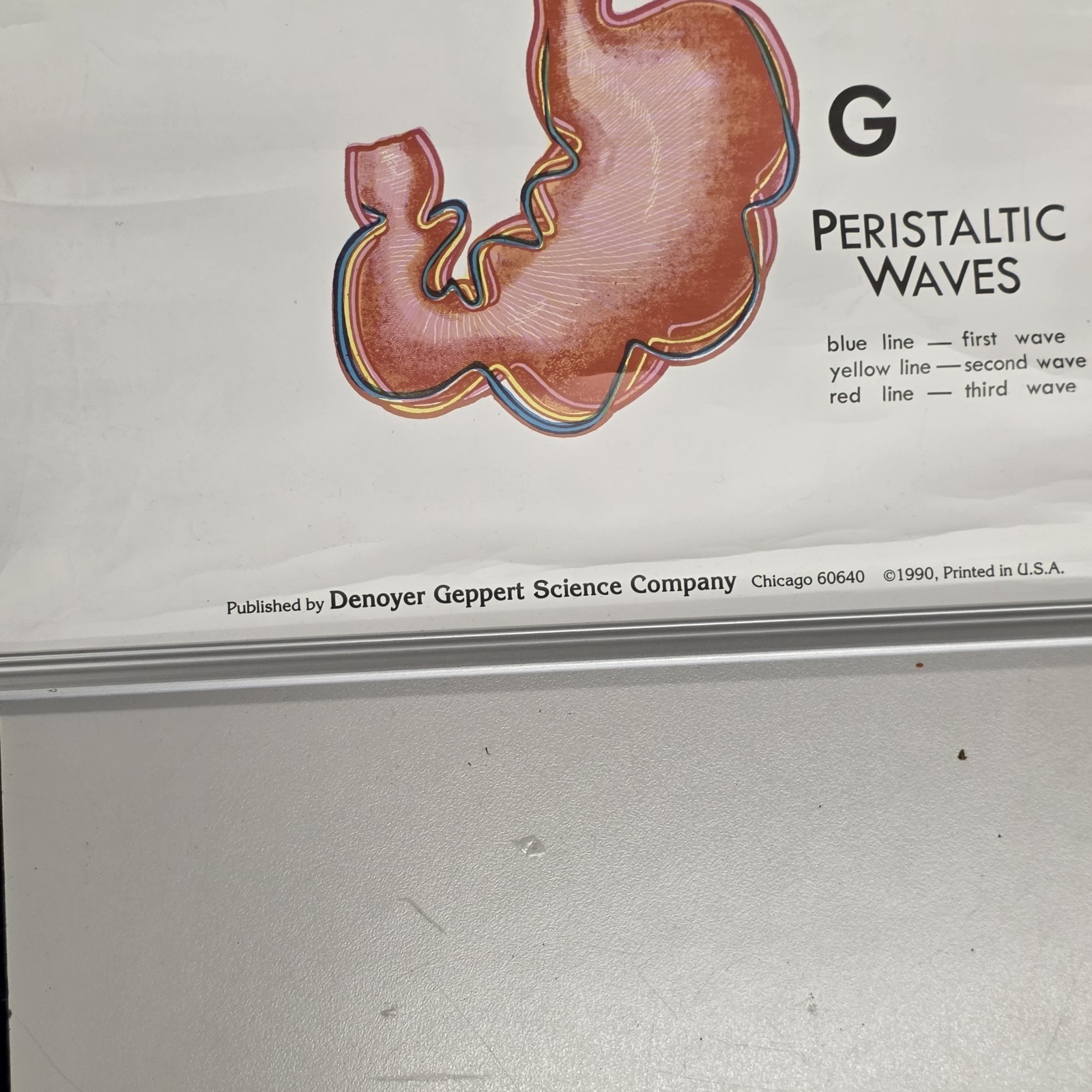 Vintage 1990 Denoyer Geppert 44″ X 36″ Medical Anatomy DIGESTIVE System Poster