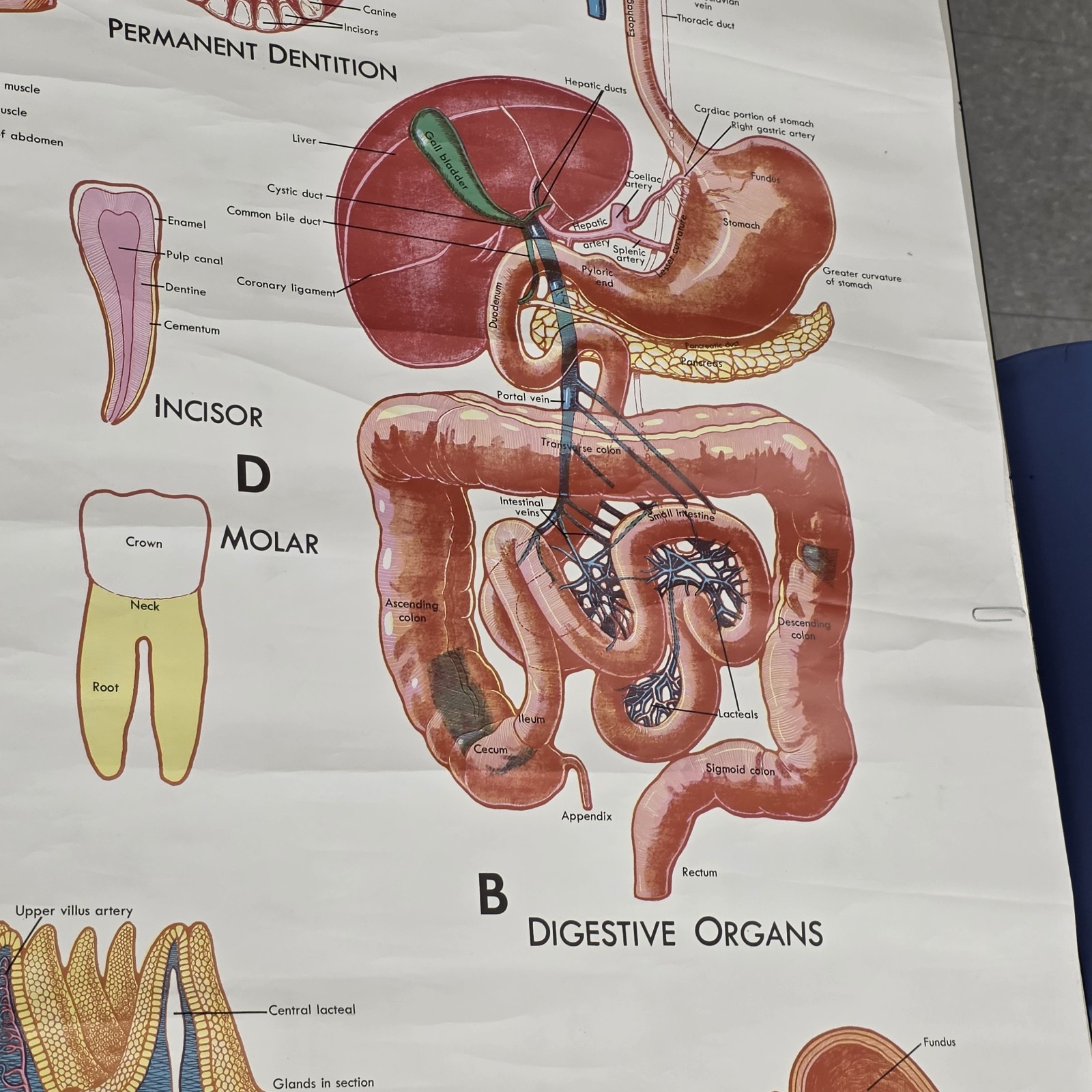 Vintage 1990 Denoyer Geppert 44″ X 36″ Medical Anatomy DIGESTIVE System Poster