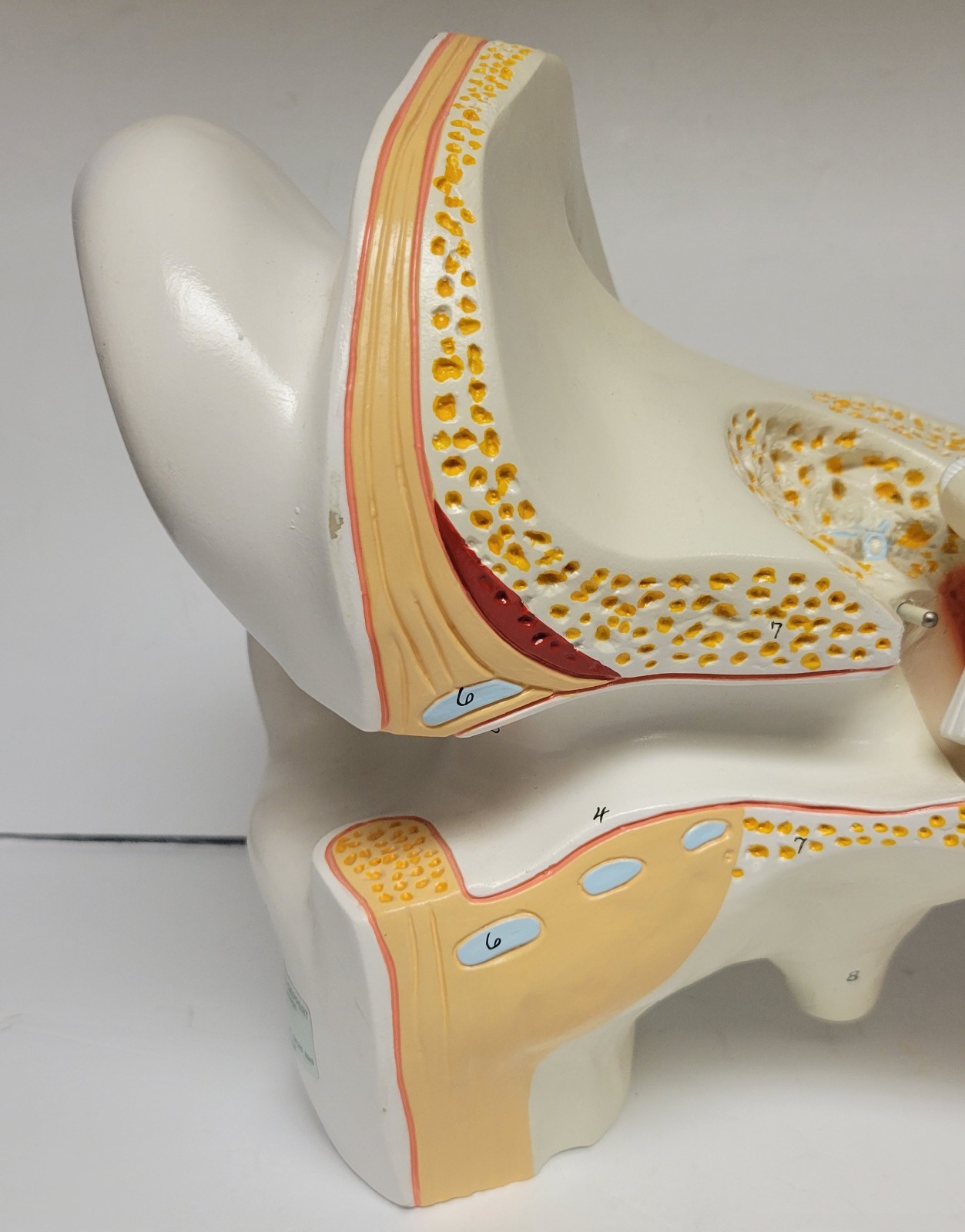 Denoyer Geppert Vintage Large Ear Model Anatomy Display Painted