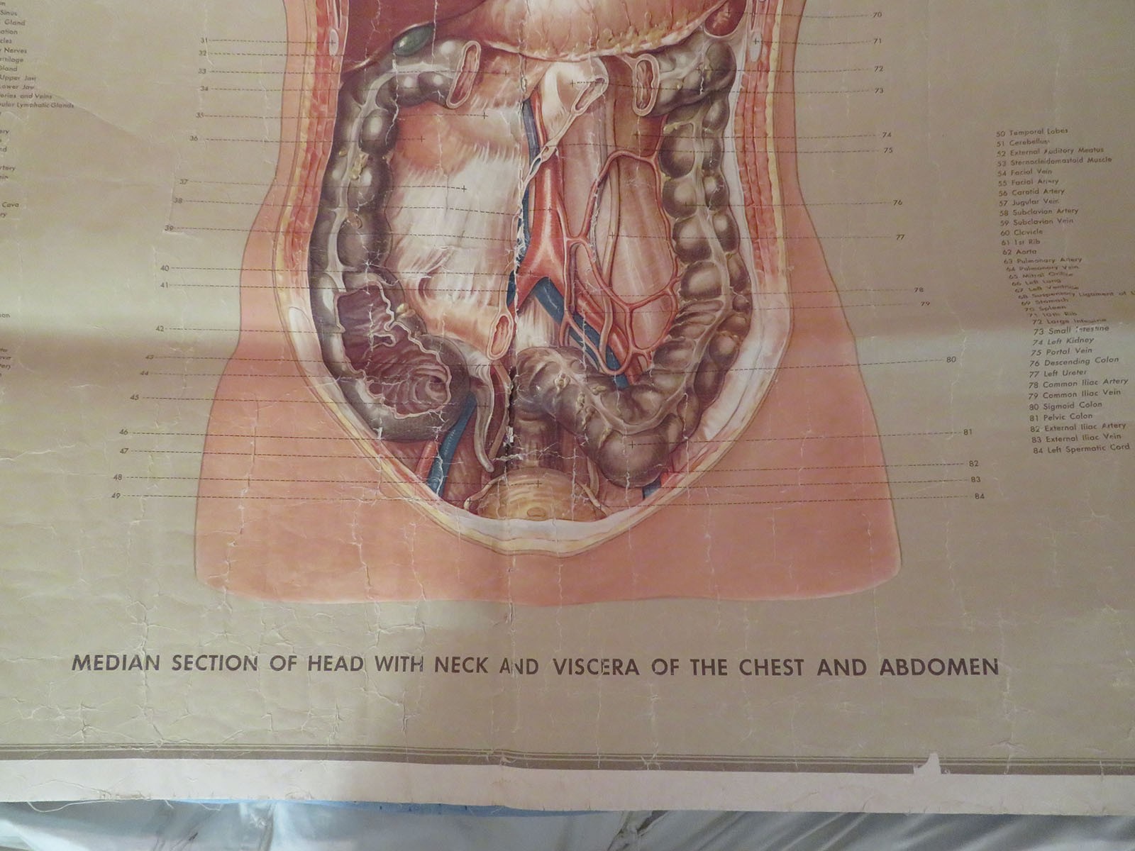 Vtg Denoyer Geppert Linen Backed Anatomy Chart Median Section Head Neck Abdomen