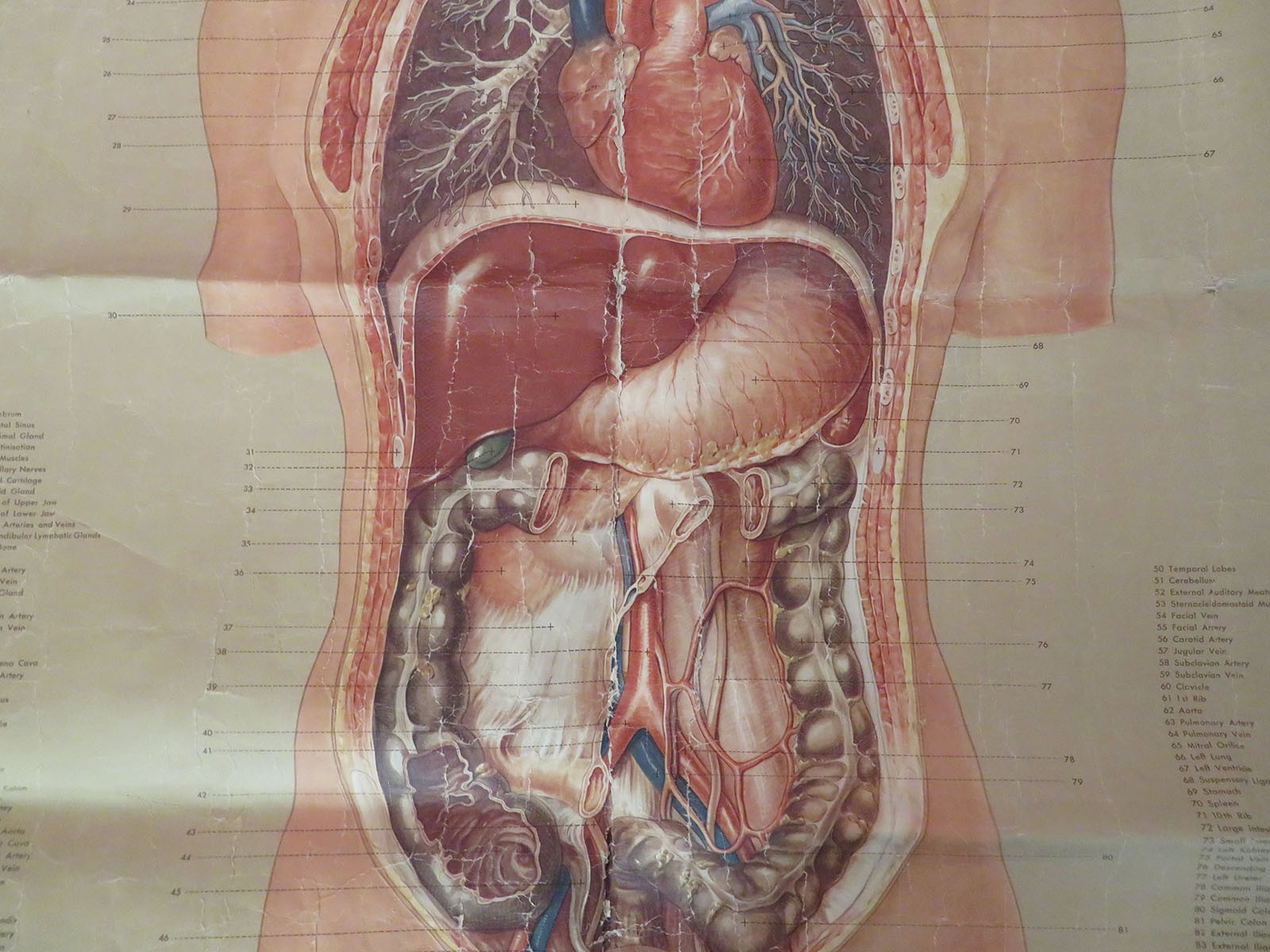 Vtg Denoyer Geppert Linen Backed Anatomy Chart Median Section Head Neck Abdomen