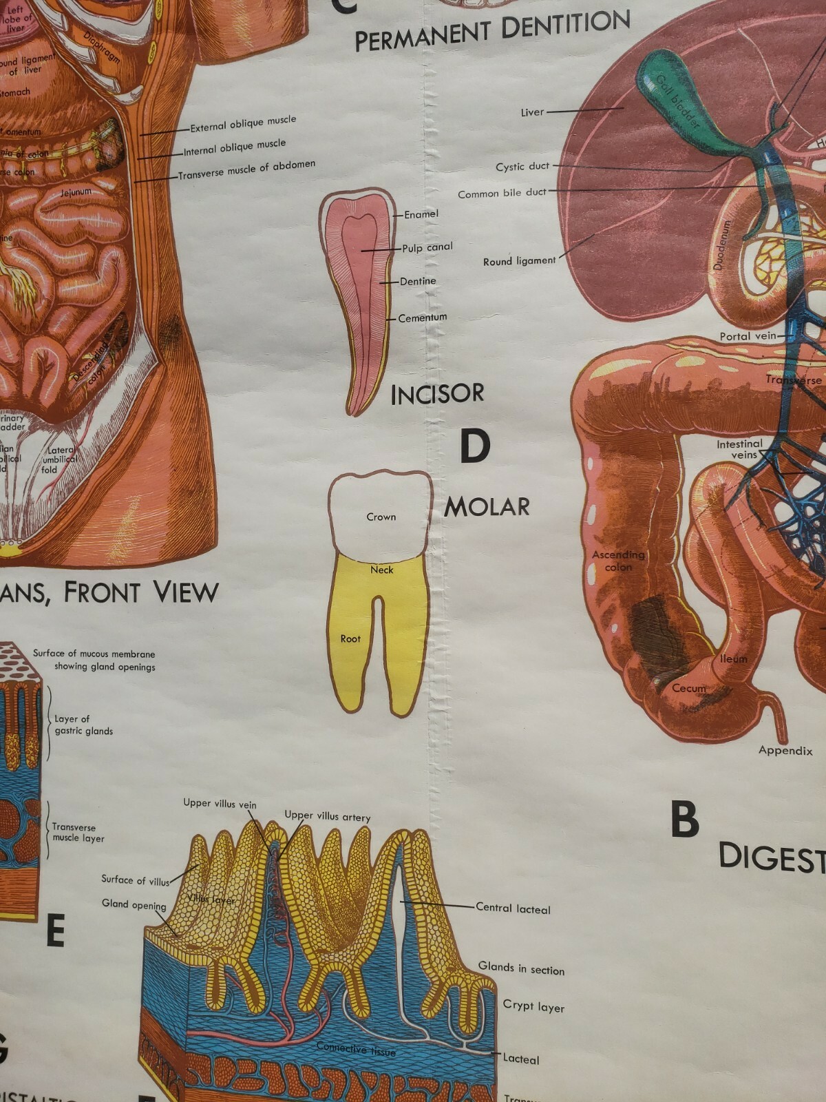 Vintage Denoyer Geppert Pull Down Chart Brain Digestive System 1970 physiology