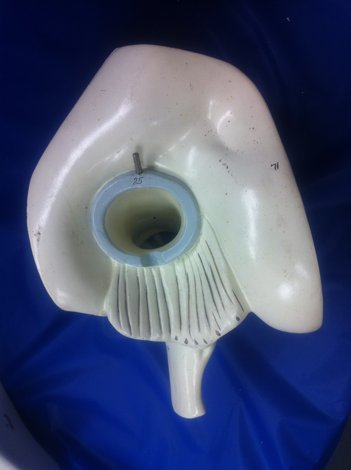 Denoyer Geppert Ear Anatomy Model Vintage 10 inches High Anatomical Original