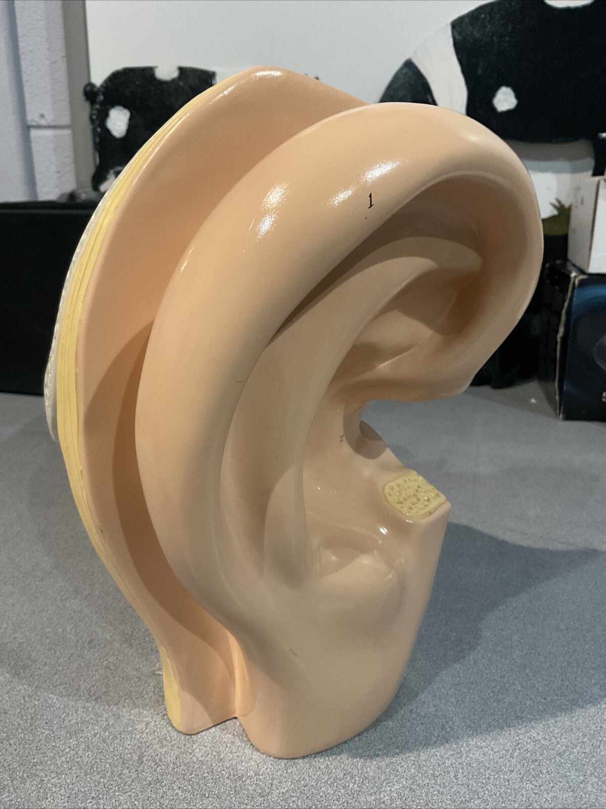 Vintage Denoyer Geppert Large Ear Model Anatomy Display Painted By T. Nguyen