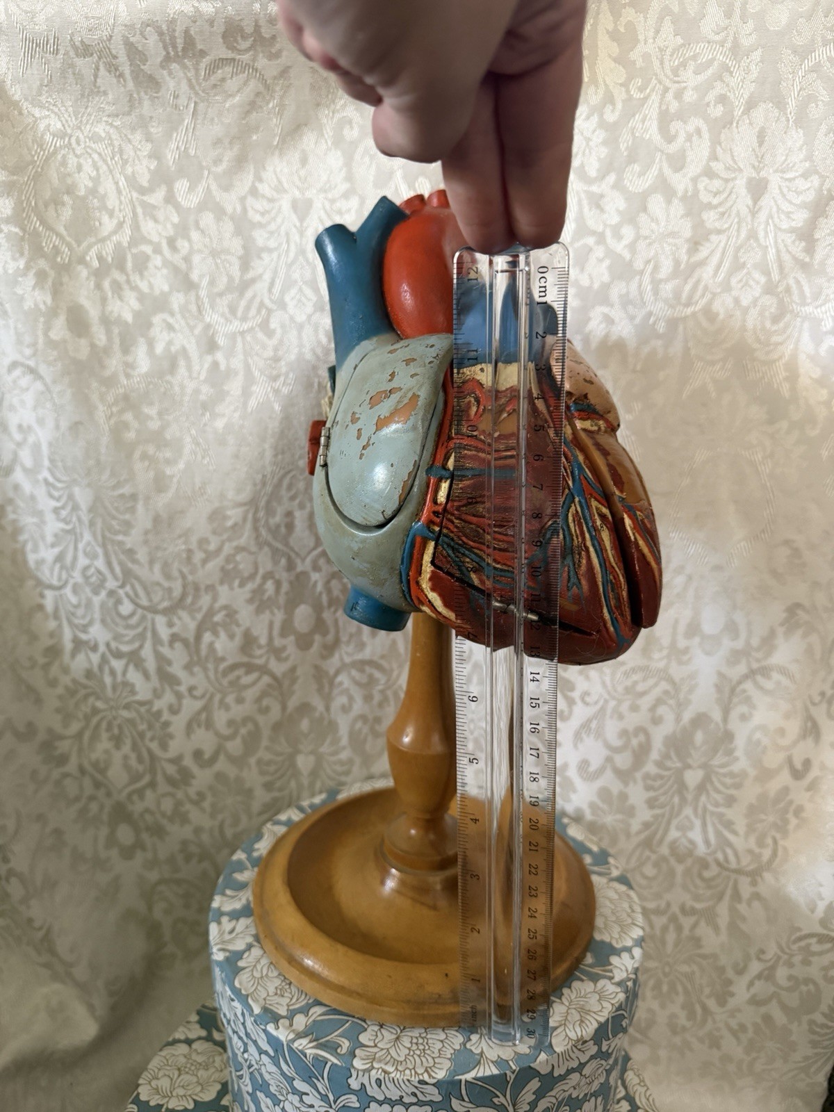 Vintage Denoyer-Geppert Anatomical Heart With Stand, Flaps Open