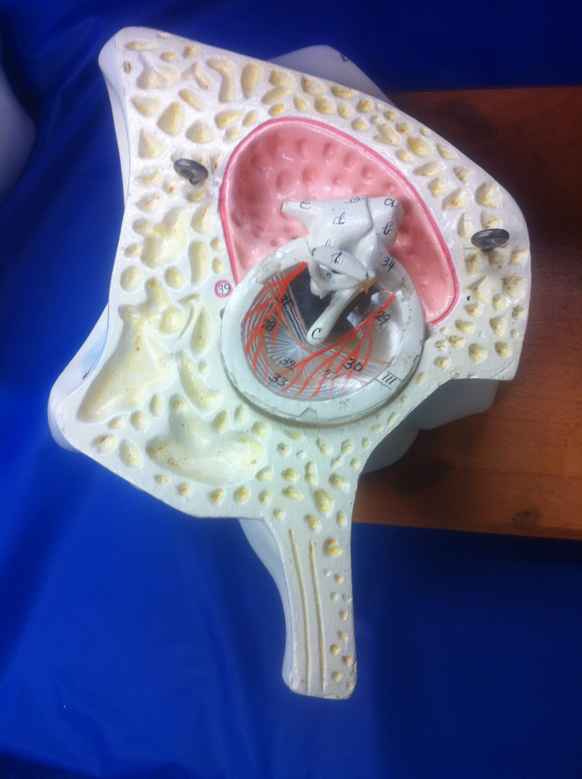 Denoyer Geppert Ear Anatomy Model Vintage 10 inches High Anatomical Original