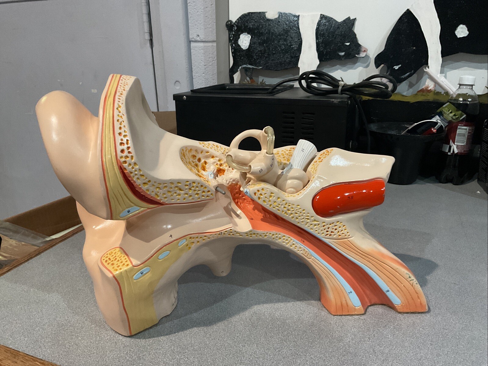 Vintage Denoyer Geppert Large Ear Model Anatomy Display Painted By A. Minh 9-90