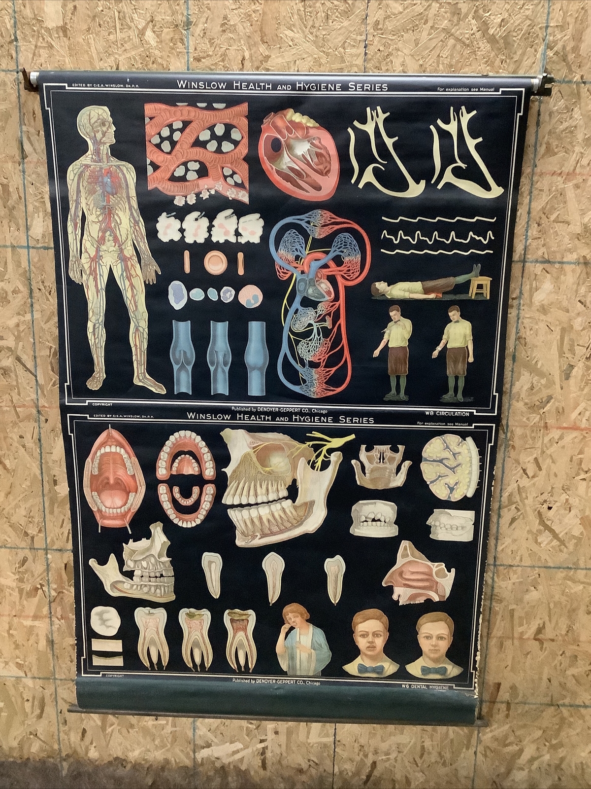 Vintage Denoyer Geppert Anatomy Chart Circulation / Dental Hygiene Pull Down S13