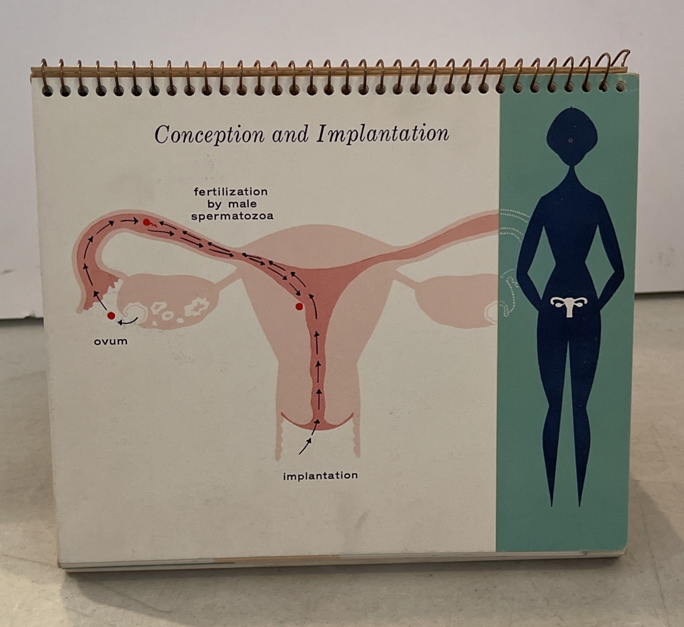 Vintage Mead Johnson Baby Development Flip Chart Natalins Prenatal Tablet Book