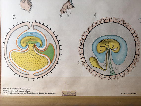 Antique Pull Down Chart, Mammal Reproduction Chart, Denoyer Geppert, Embryology