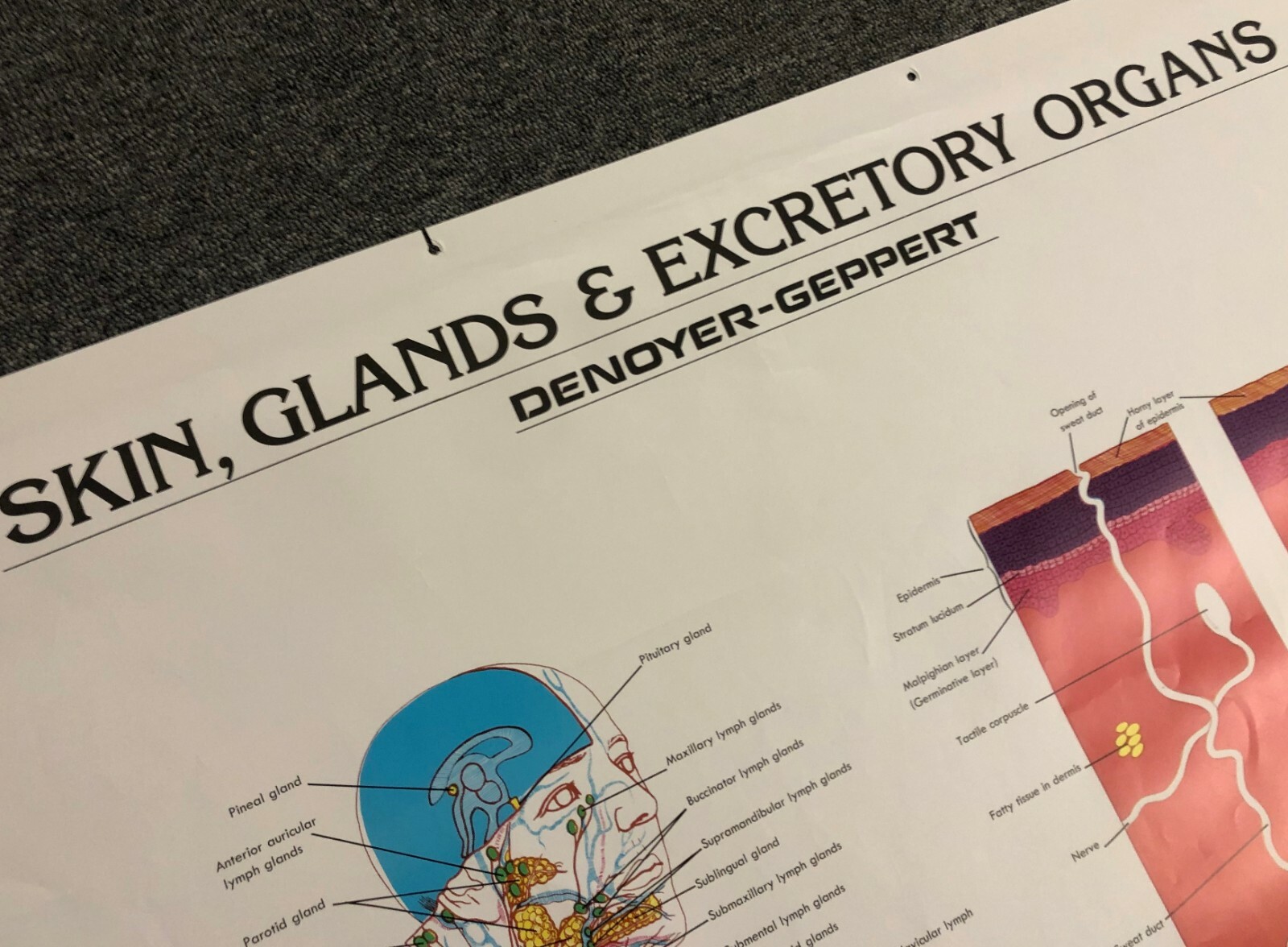 Vintage Denoyer Geppert 44″ X 36″ Medical Anatomy Skin Glands Excretory Poster