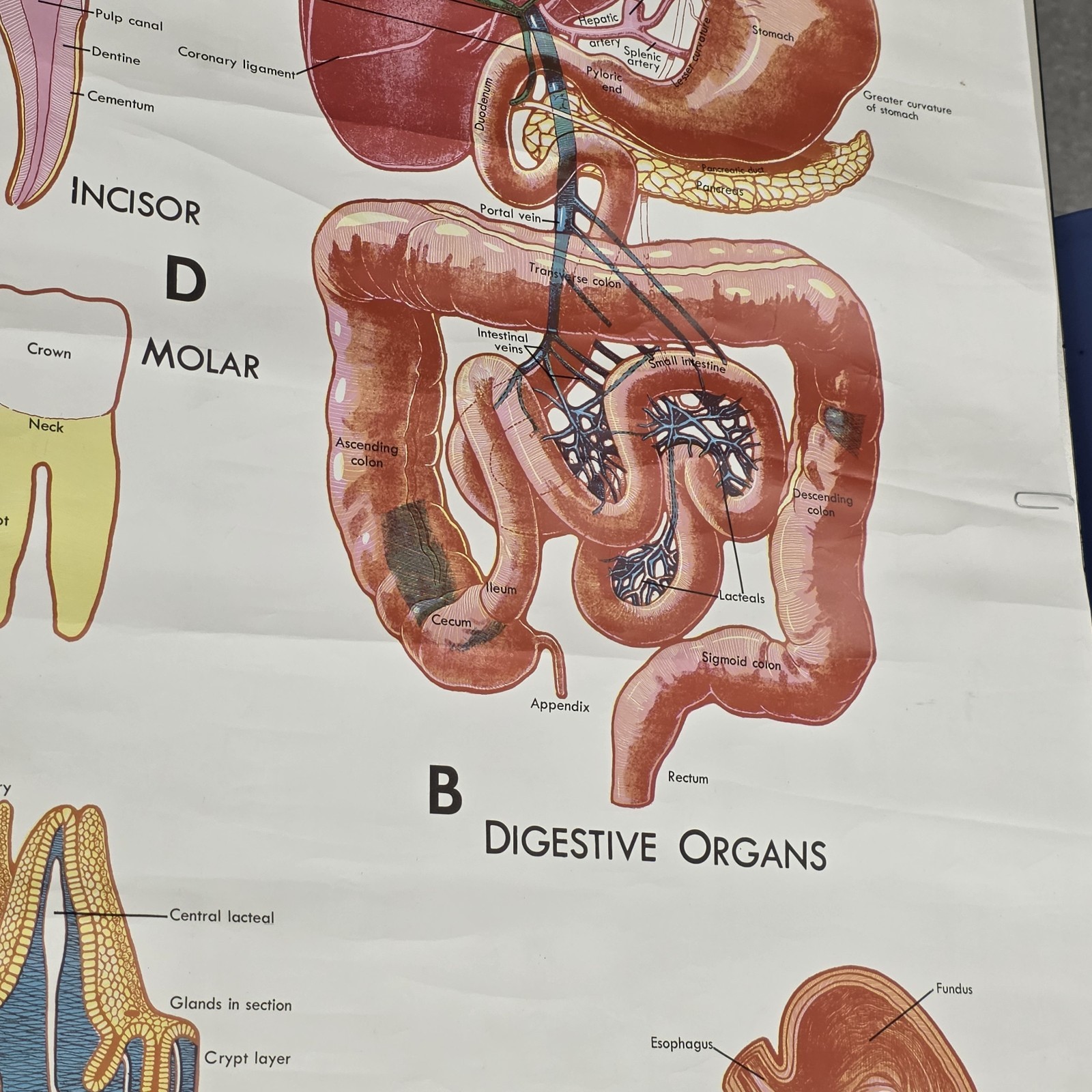 Vintage 1990 Denoyer Geppert 44″ X 36″ Medical Anatomy DIGESTIVE System Poster