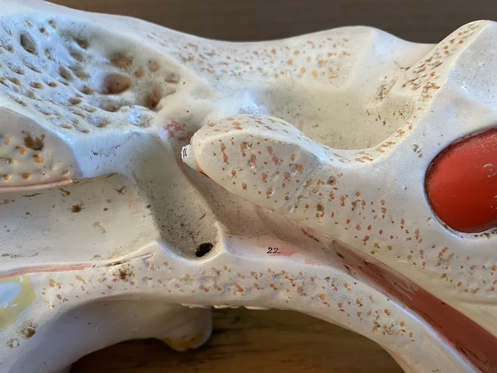 Vintage 1960’s HUMAN EAR ANATOMY MODEL Display Denoyer Geppert Cleveland OH