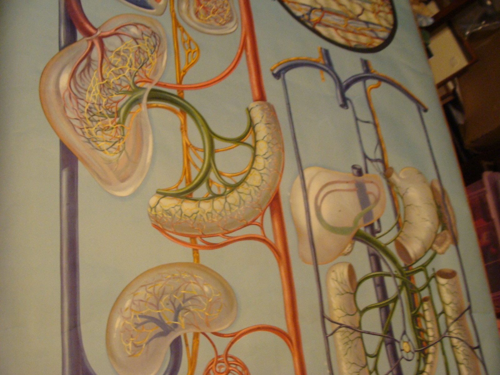 Denoyer-Geppert Anatomy Series–KL4 SCHEMES OF CIRCULATION–P.M. Larviere POSTER