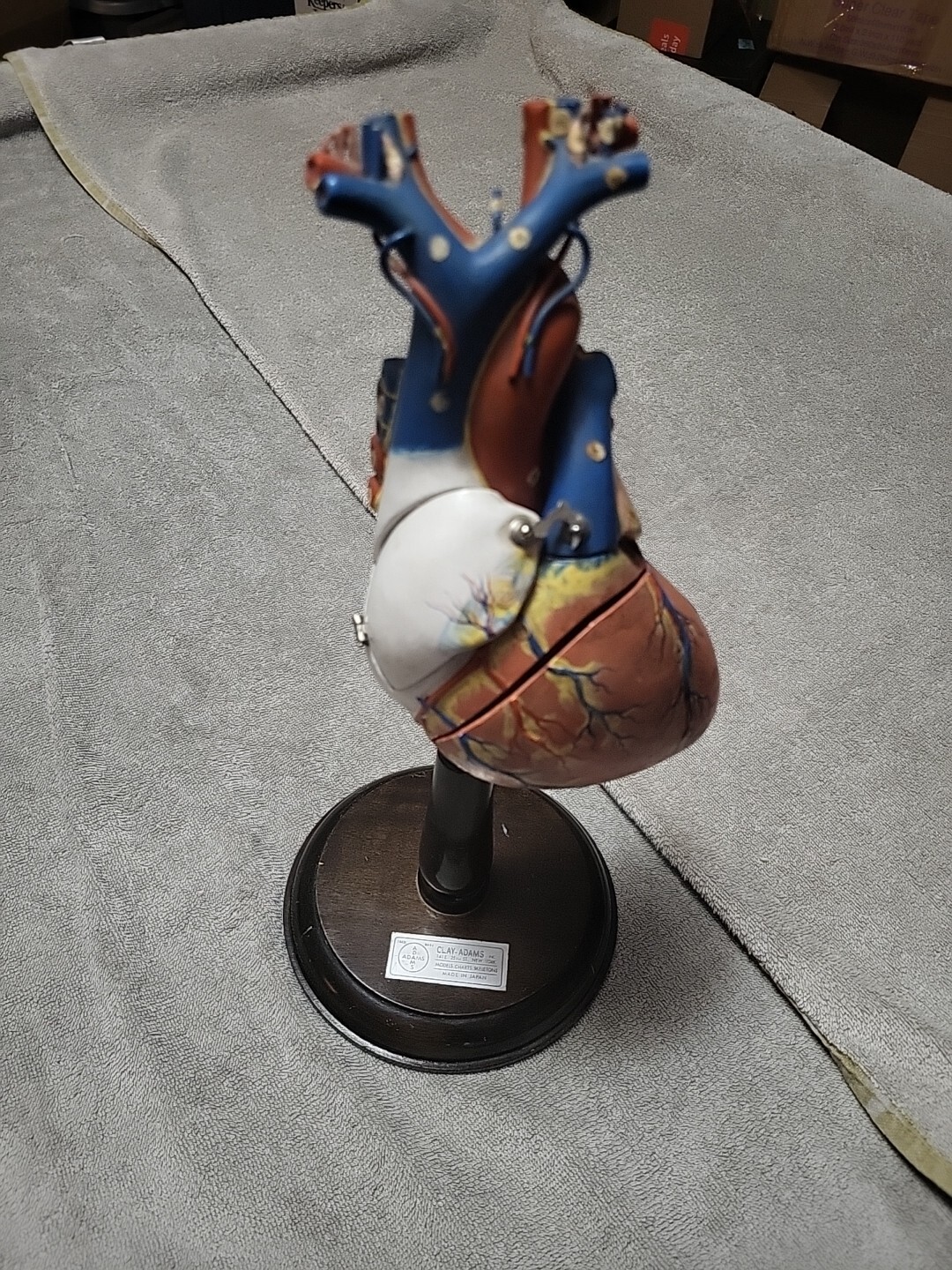 Vintage Clay Adams Medical Heart Model – Made in Japan