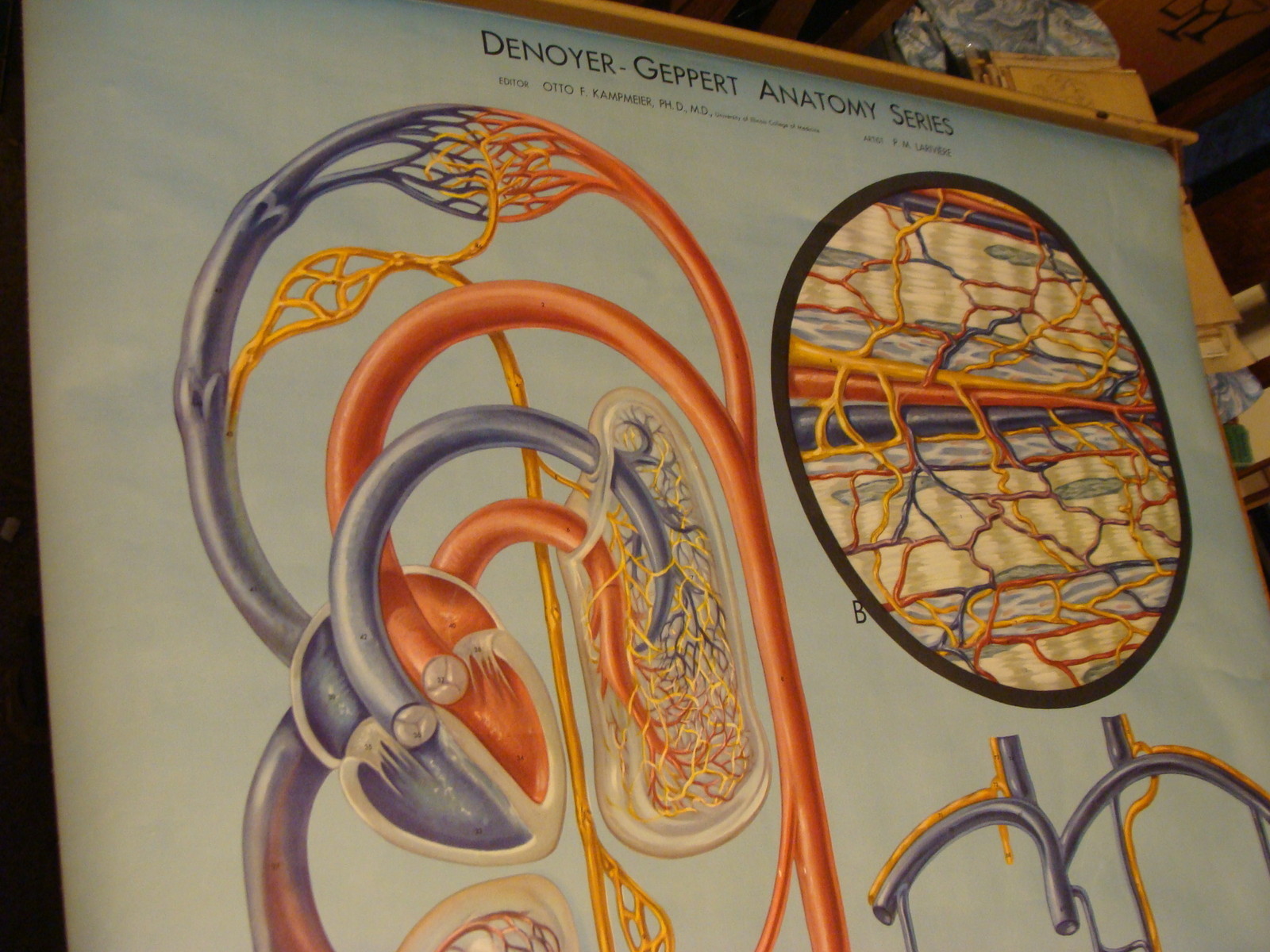 Denoyer-Geppert Anatomy Series–KL4 SCHEMES OF CIRCULATION–P.M. Larviere POSTER
