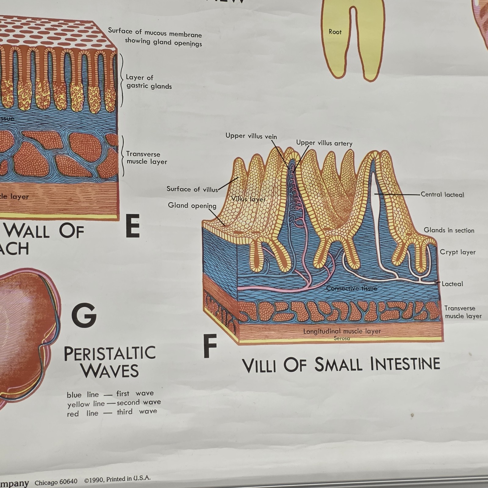 Vintage 1990 Denoyer Geppert 44″ X 36″ Medical Anatomy DIGESTIVE System Poster