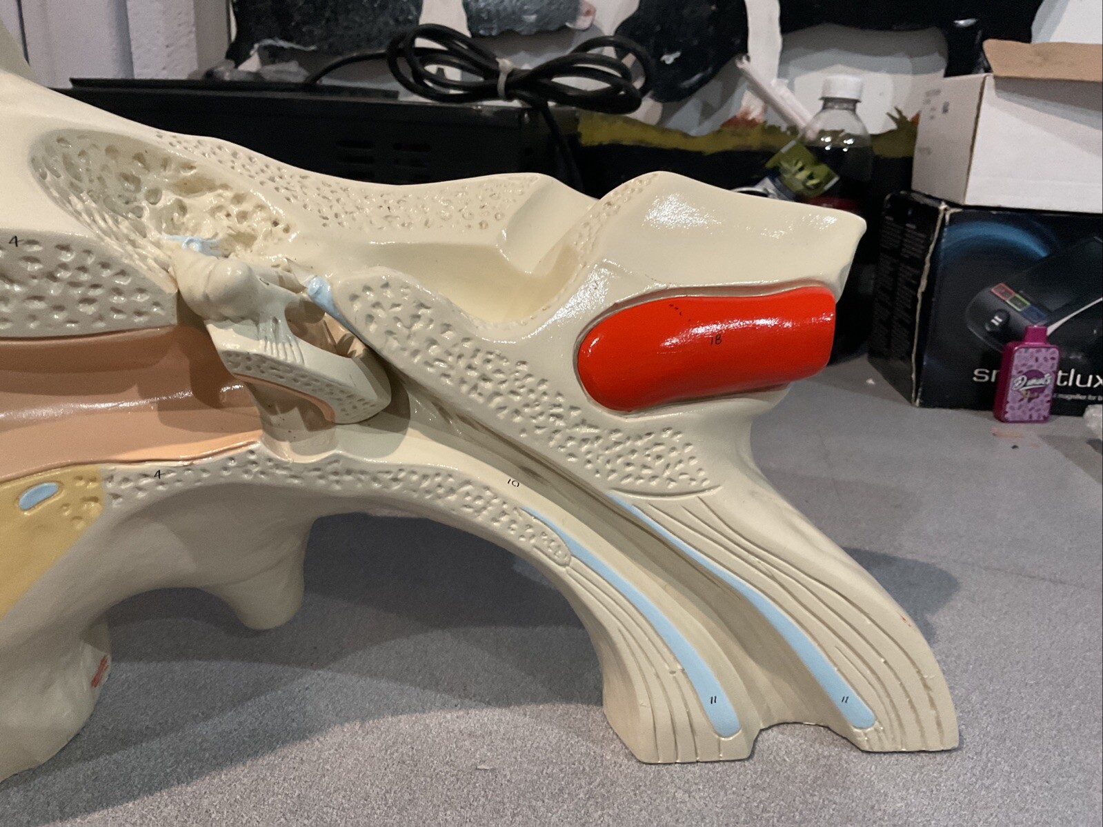 Vintage Denoyer Geppert Large Ear Model Anatomy Display Painted By T. Nguyen