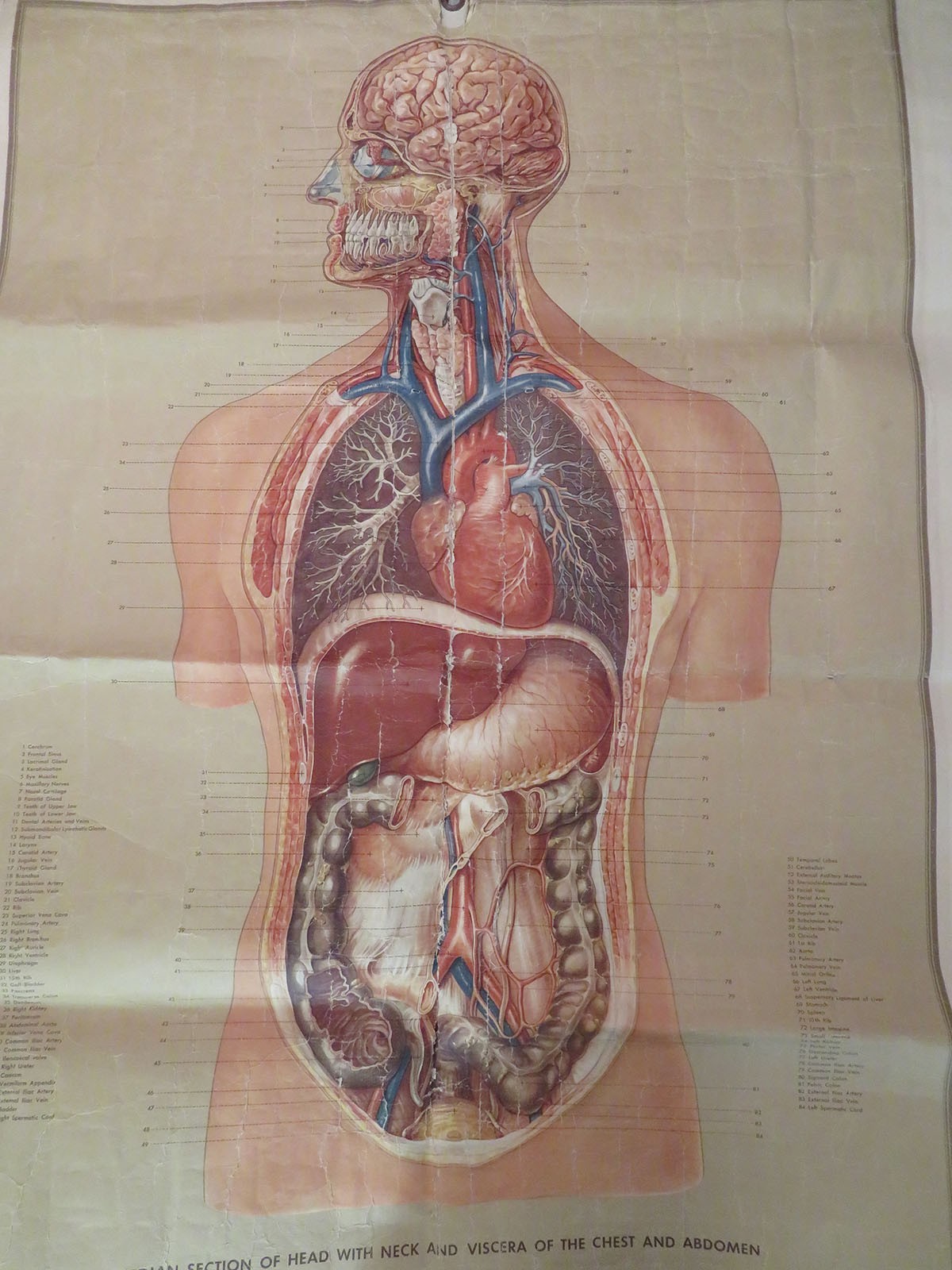 Vtg Denoyer Geppert Linen Backed Anatomy Chart Median Section Head Neck Abdomen