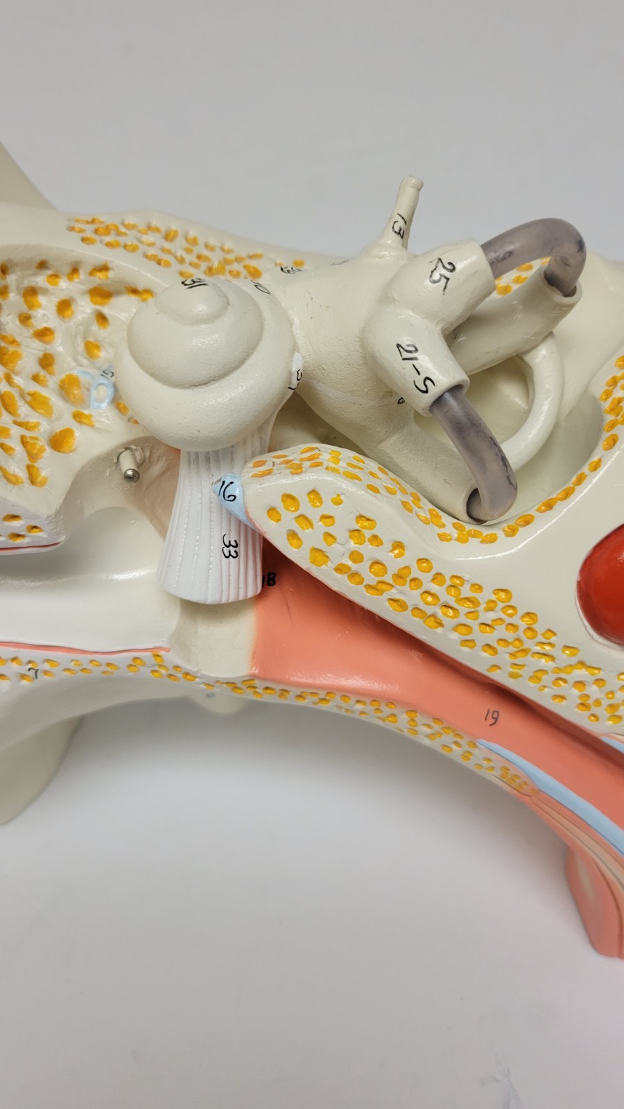 Denoyer Geppert Vintage Large Ear Model Anatomy Display Painted
