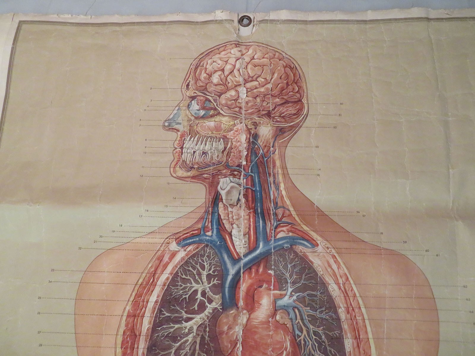 Vtg Denoyer Geppert Linen Backed Anatomy Chart Median Section Head Neck Abdomen