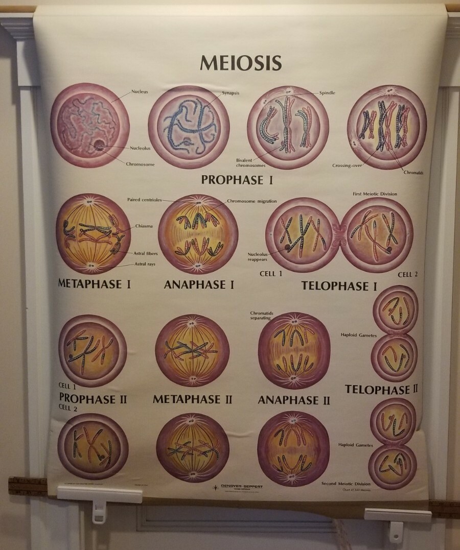 Large Vtg Denoyer-Geppert Anatomy Wall Chart 35″ x 52″ Meiosis 41240 B