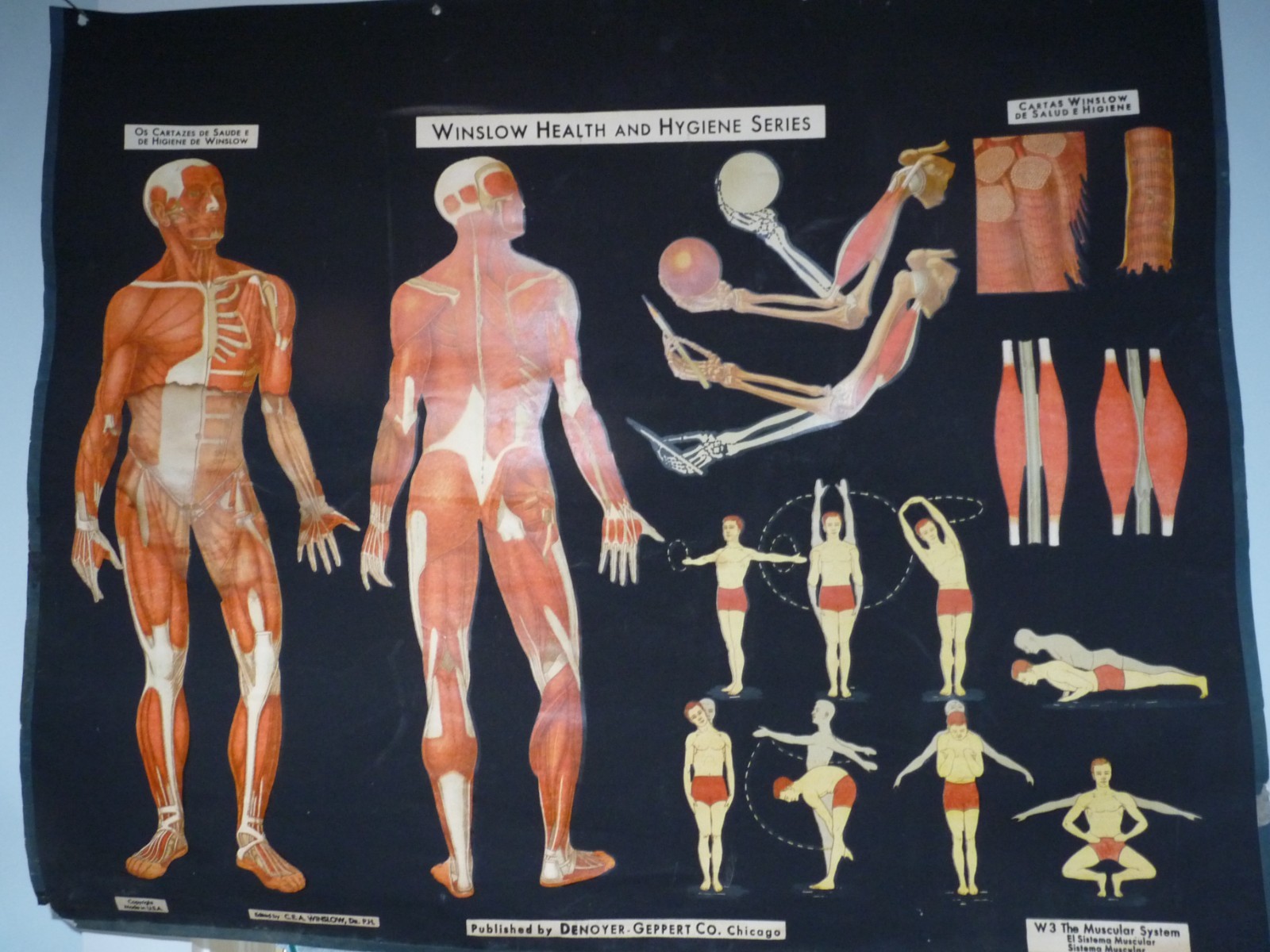 “MUSCULAR SYSTEM” 1930S PULL DOWN MEDICAL CHART , DENOYER GEPPERT 44X36