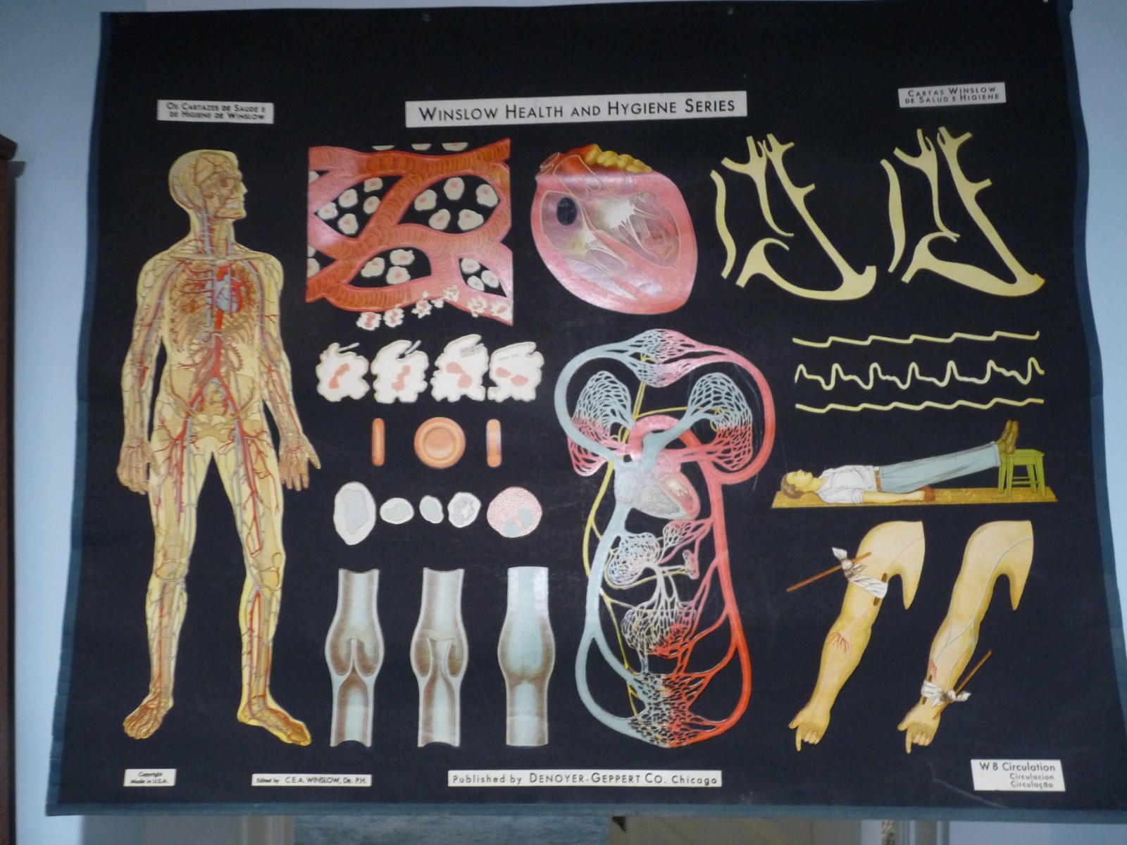 “CIRCULATION” 1930S PULL DOWN MEDICAL CHART , DENOYER GEPPERT 44X36