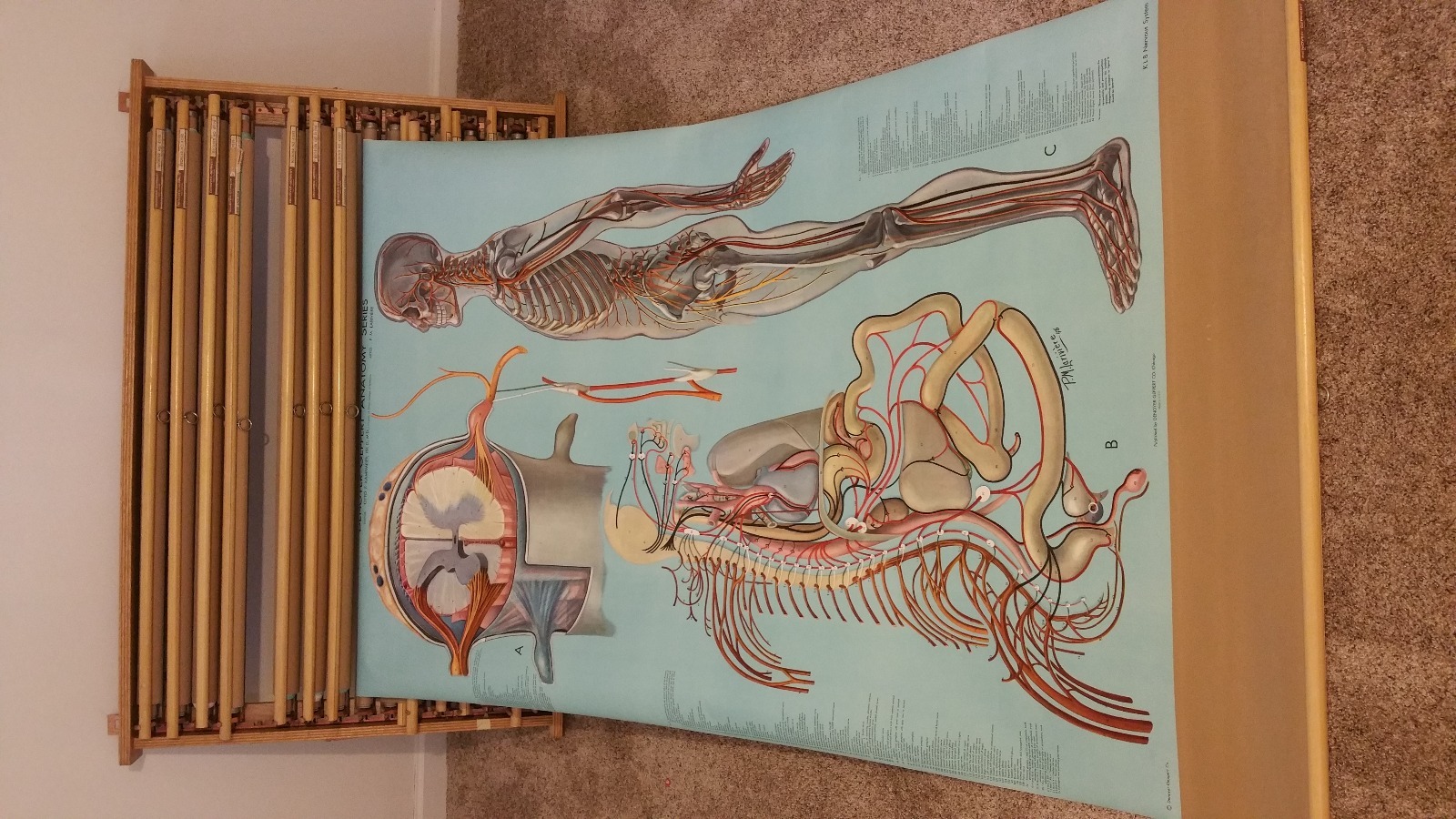 Denoyer Geppert, Vintage Anatomy Charts, 1910-1963