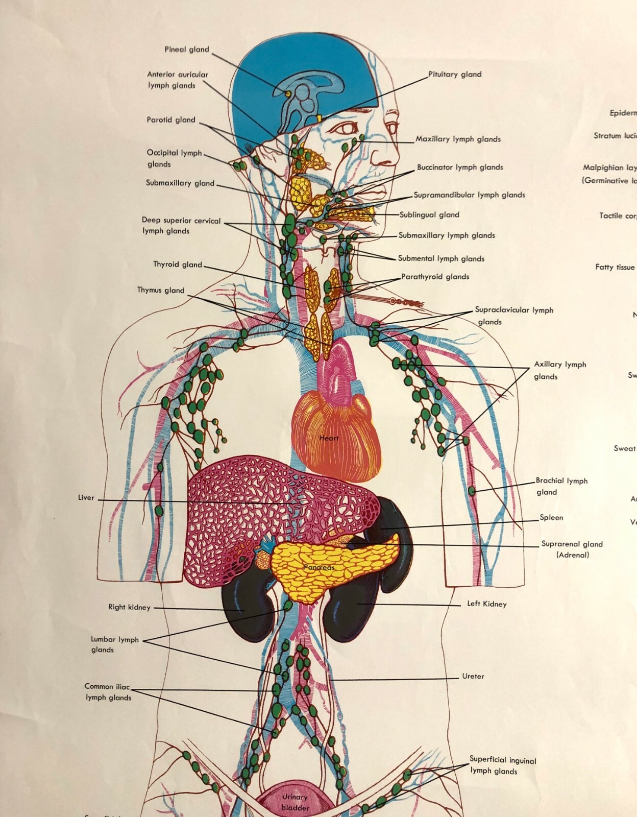 Vintage Denoyer Geppert 44″ X 36″ Medical Anatomy Skin Glands Excretory Poster