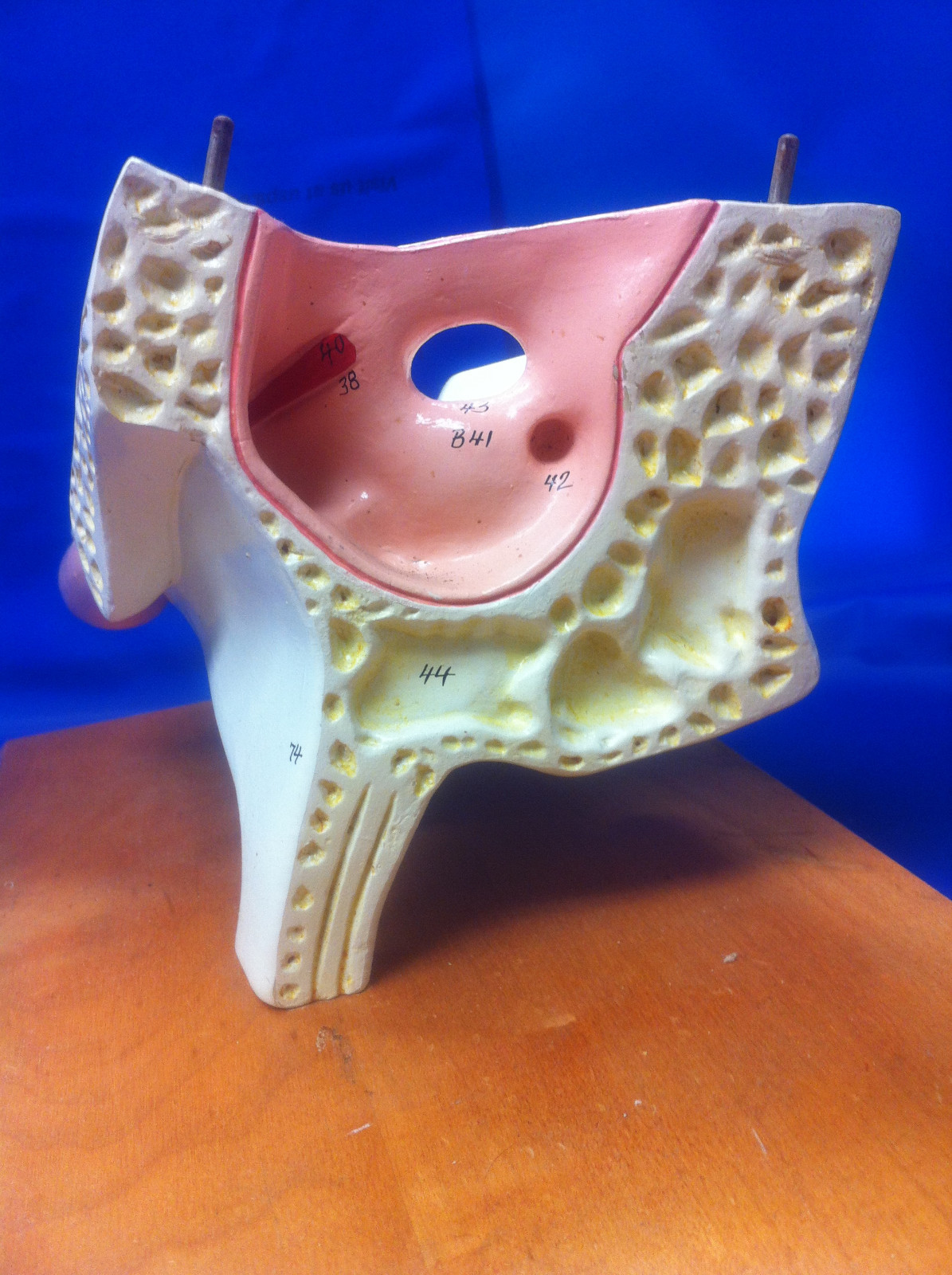 Denoyer Geppert Ear Anatomy Model Vintage 10 inches High Anatomical Original