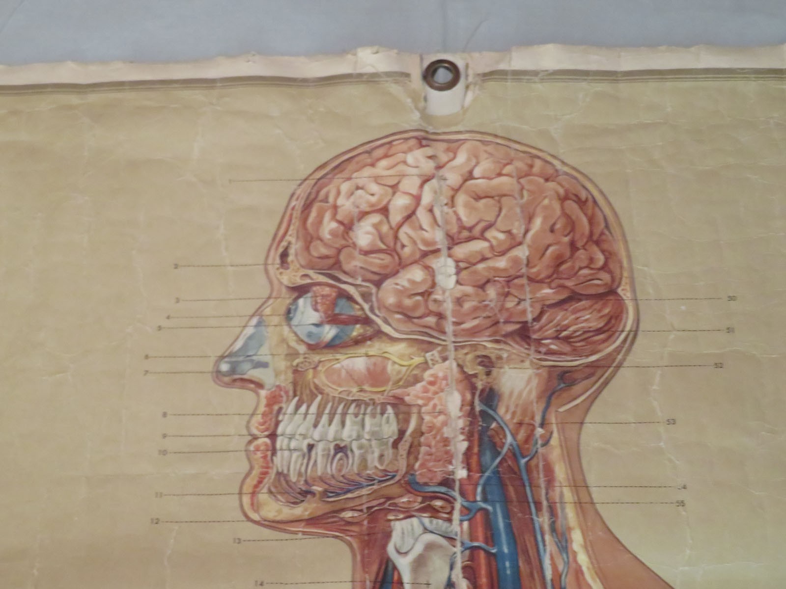 Vtg Denoyer Geppert Linen Backed Anatomy Chart Median Section Head Neck Abdomen