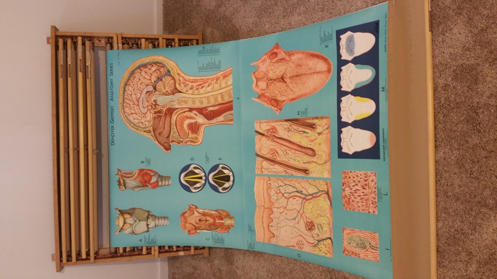 Denoyer Geppert, Vintage Anatomy Charts, 1910-1963