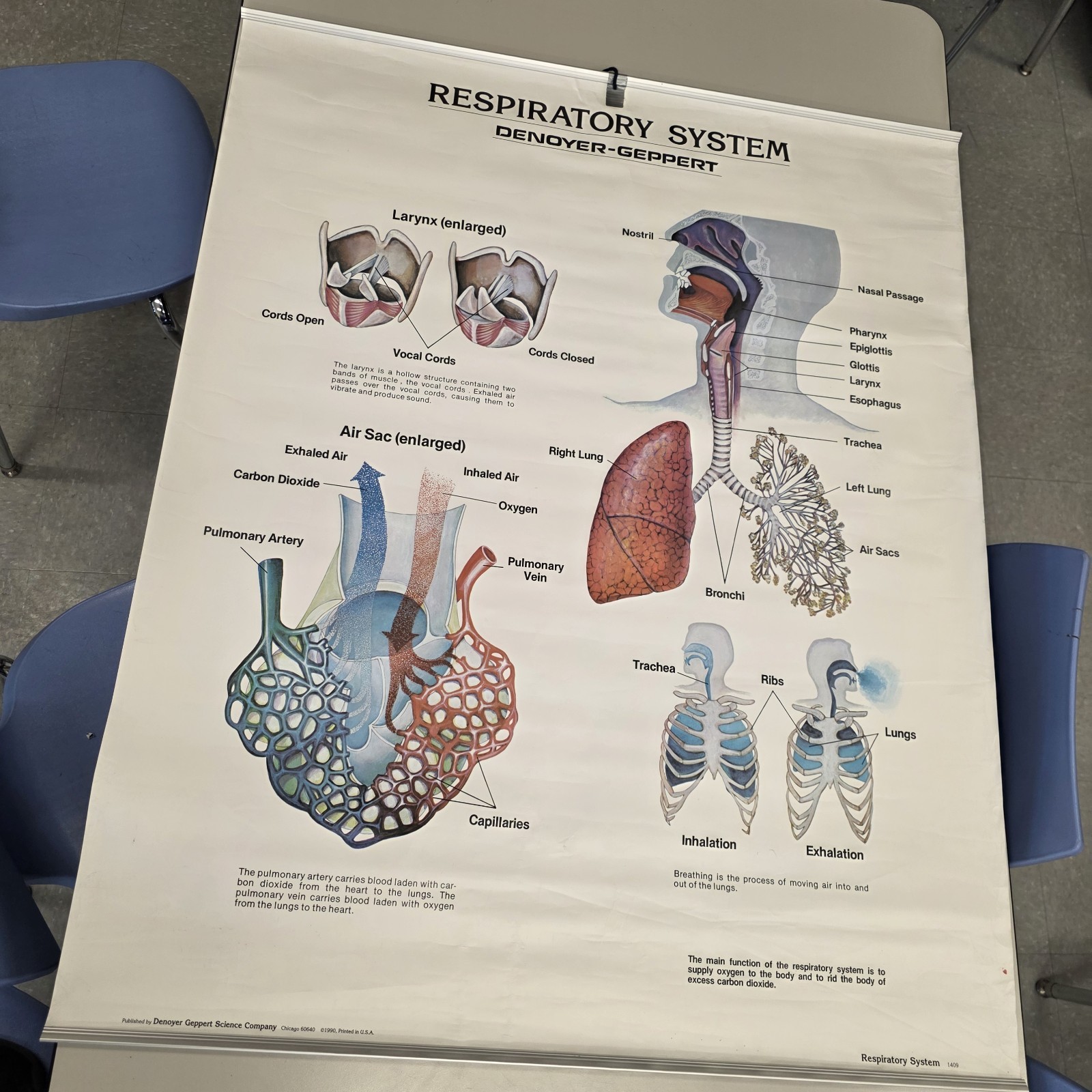 Vintage 1990 Denoyer Geppert 44″ X 36″ Medical Anatomy Respiratory System Poster