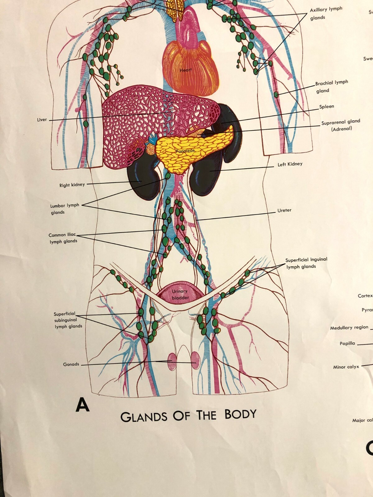 Vintage Denoyer Geppert 44″ X 36″ Medical Anatomy Skin Glands Excretory Poster