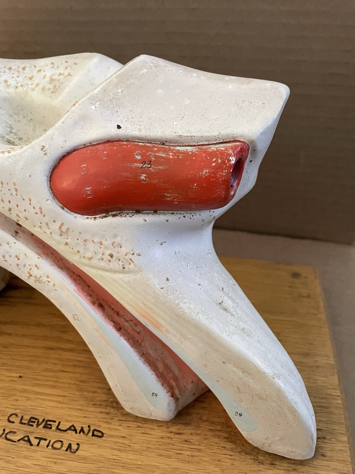 Vintage 1960’s HUMAN EAR ANATOMY MODEL Display Denoyer Geppert Cleveland OH